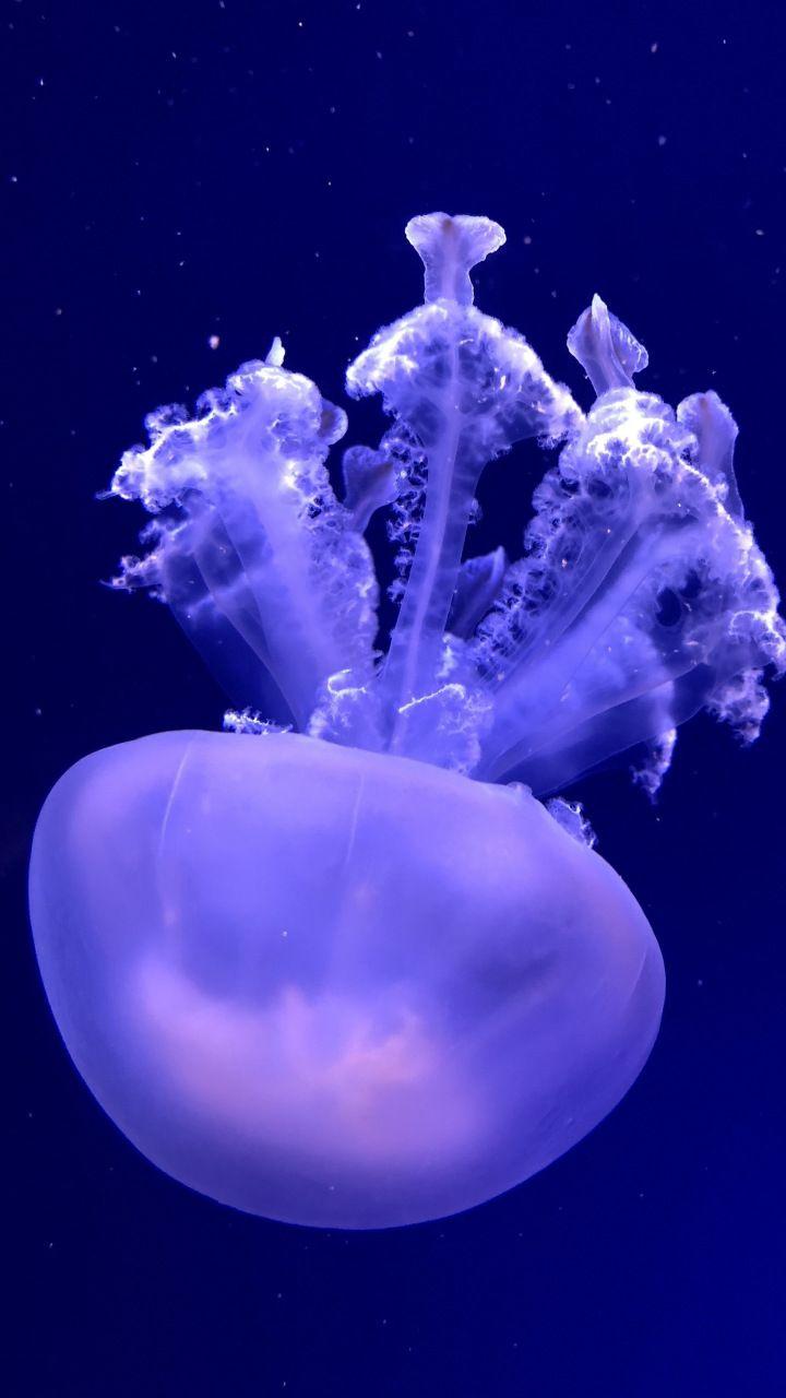 Jellyfish, aquatic animal, underwater, 720x1280 wallpaper. Animals