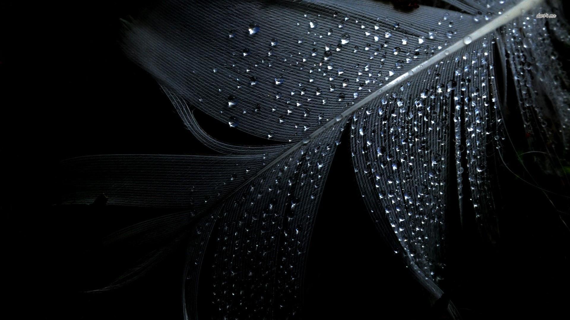 Water Drops On Black Feather Wallpaper. Wallpaper Studio 10. Tens