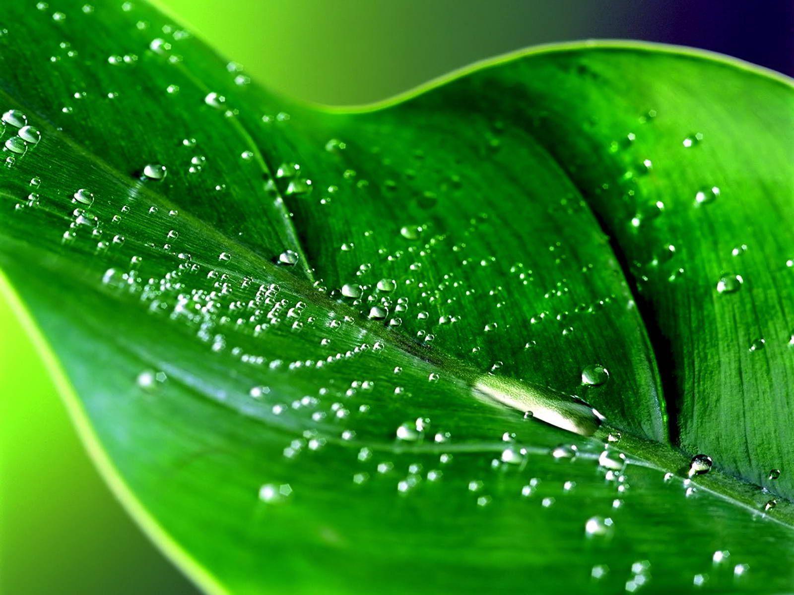 summer rain fresh green leaf water drops desktop wallpaper. Color