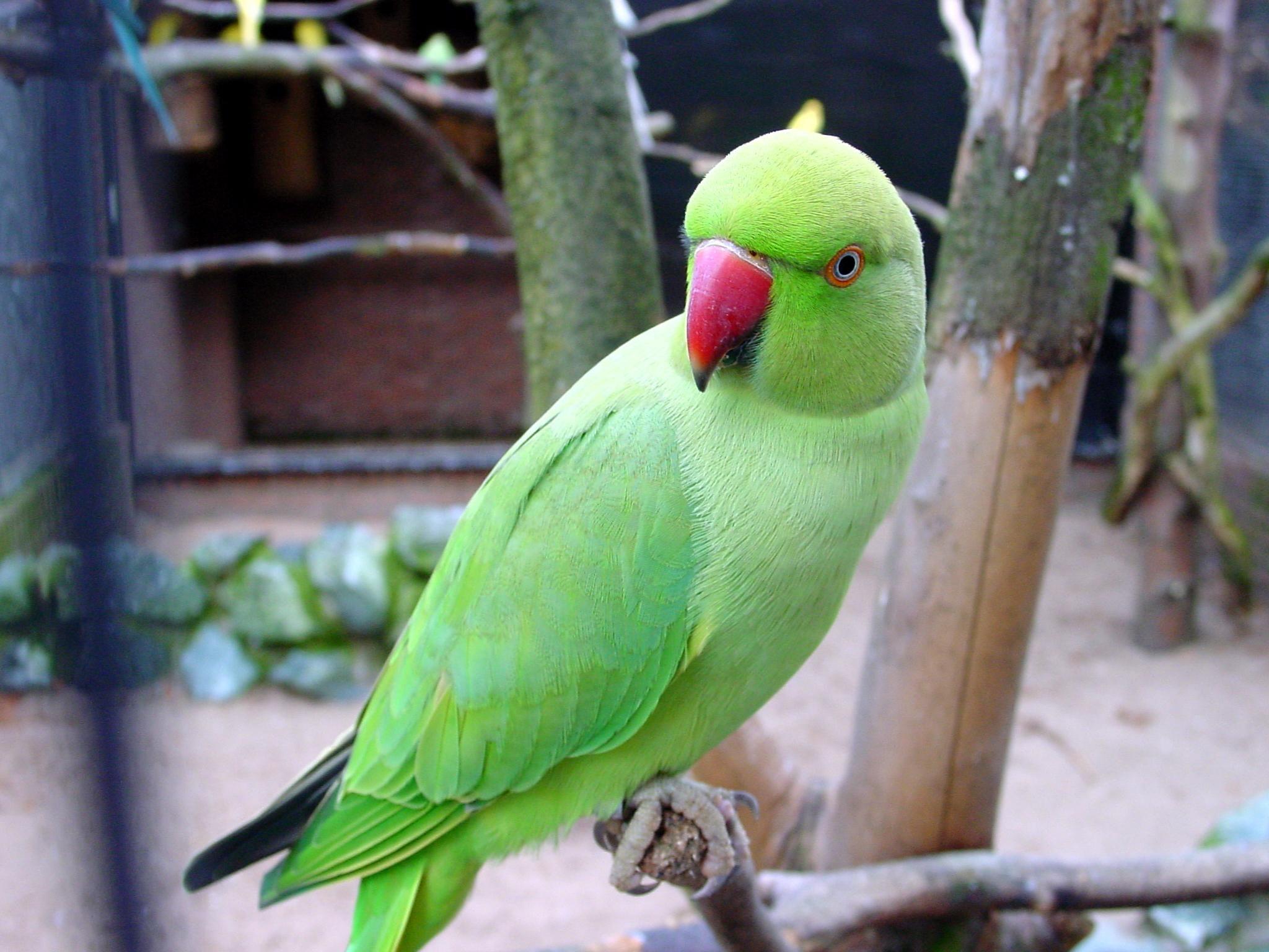 Green Parrots Wallpaper. feathers. Parrot, Parrot bird, Bird