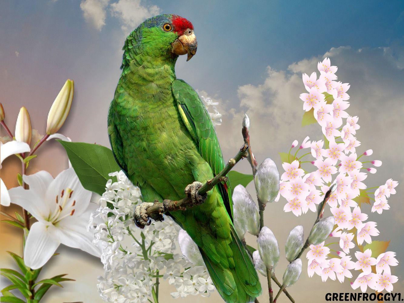 GREEN PARROT Wallpaper and Background Imagex1000