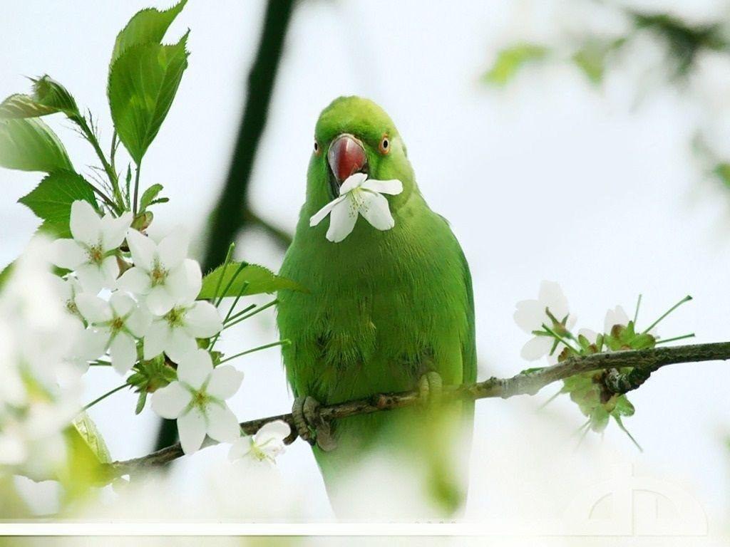 Parrot, Nature, Bird background | Free TOP photos