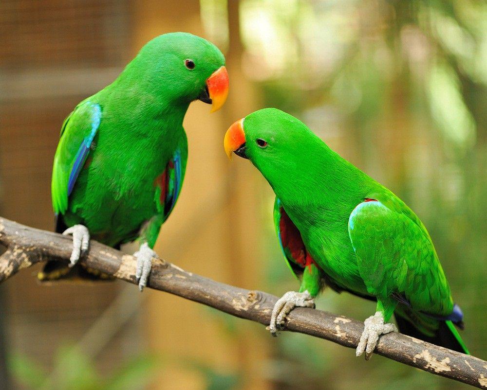 Green Parrot Wallpapers - Wallpaper Cave