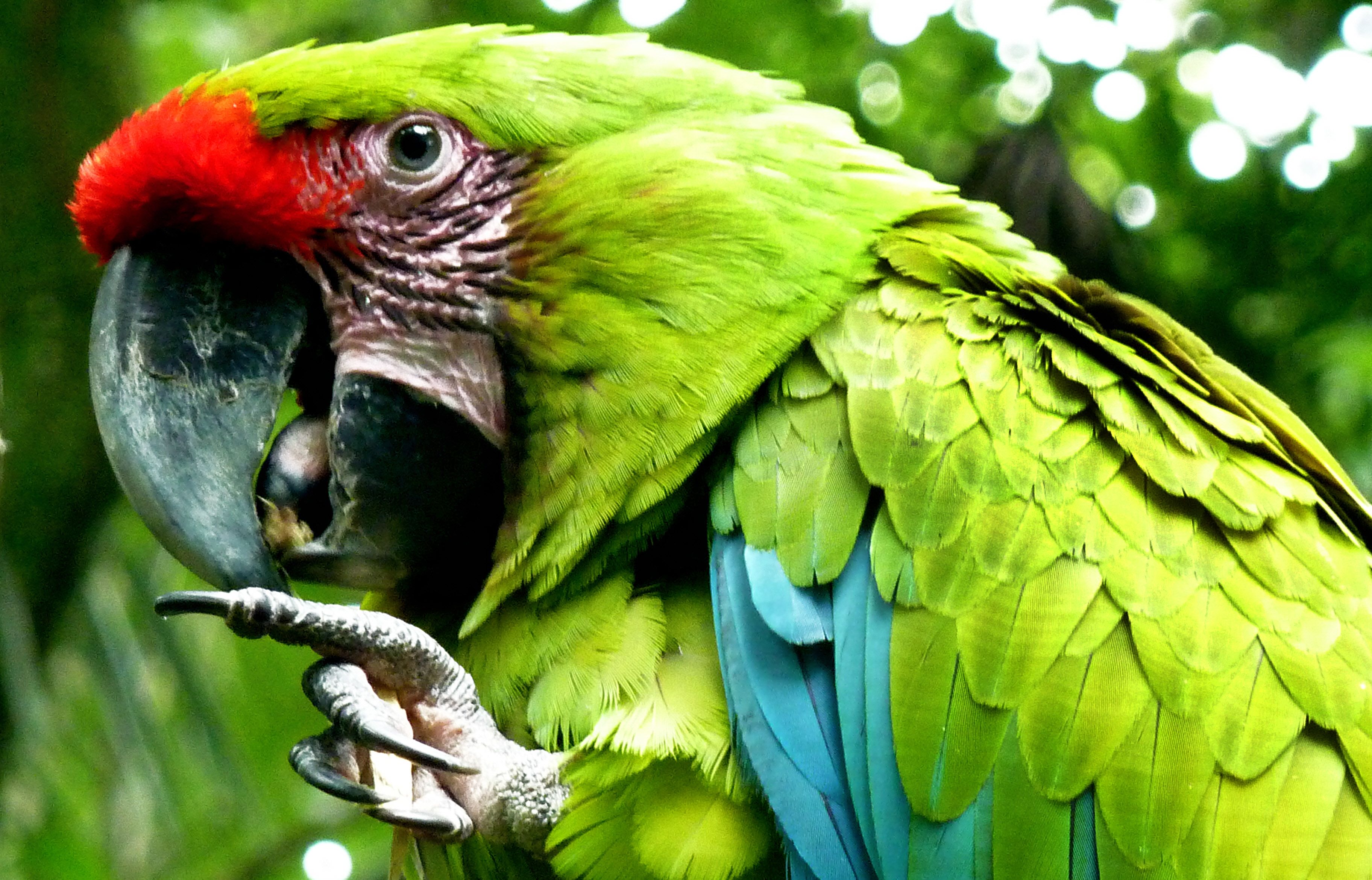 Green Parrot Clipart HD Wallpaper, Background Image