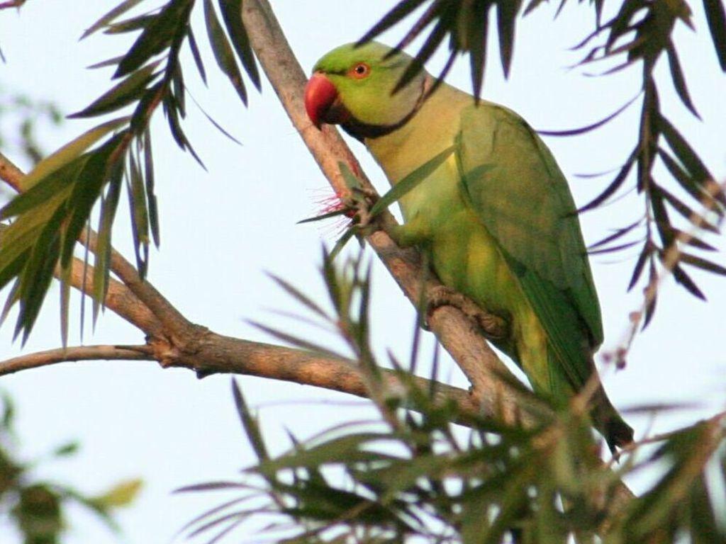 beautiful green parrots wallpaper