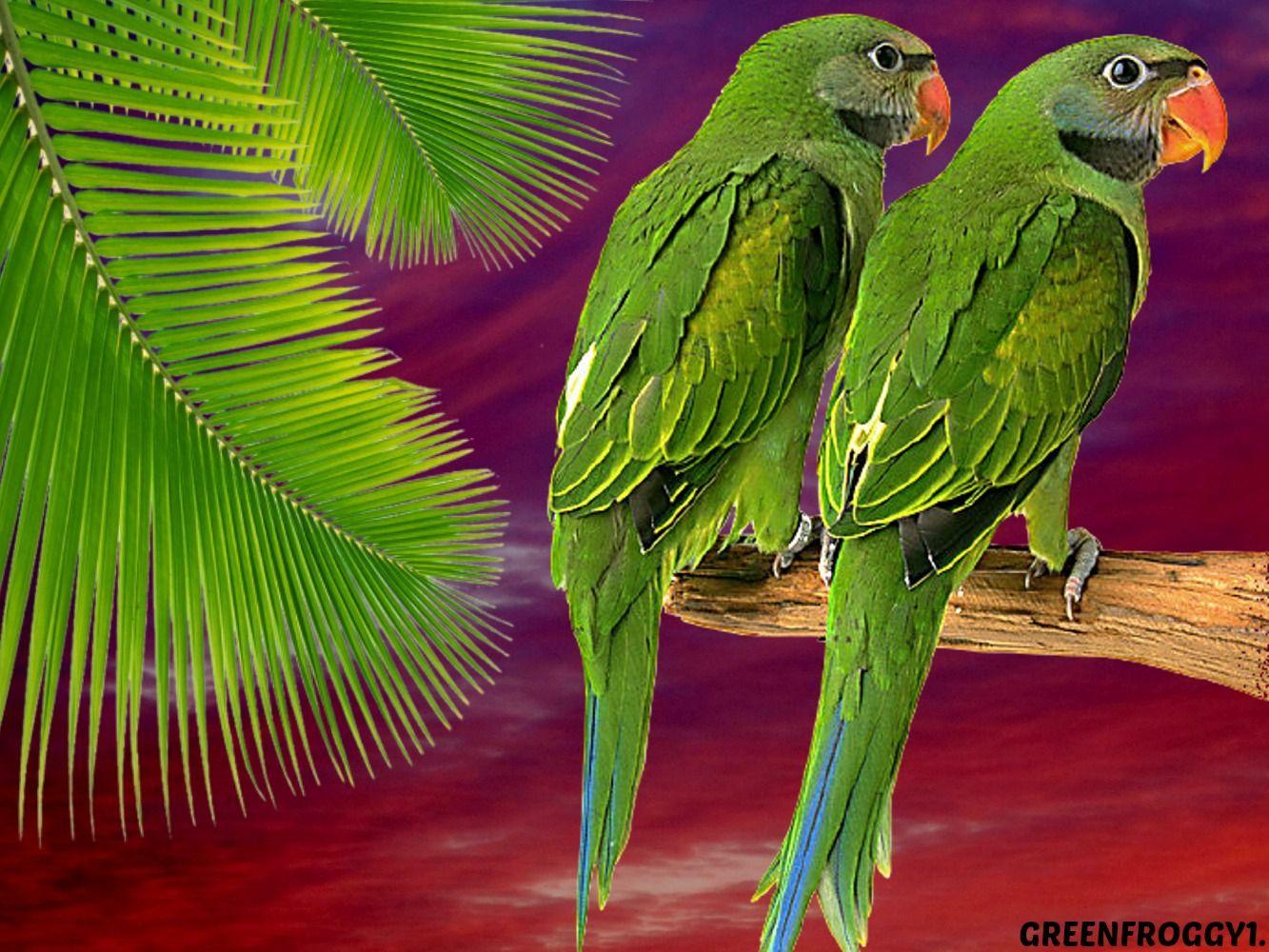 GREEN PARROTS Wallpaper and Background Imagex1000