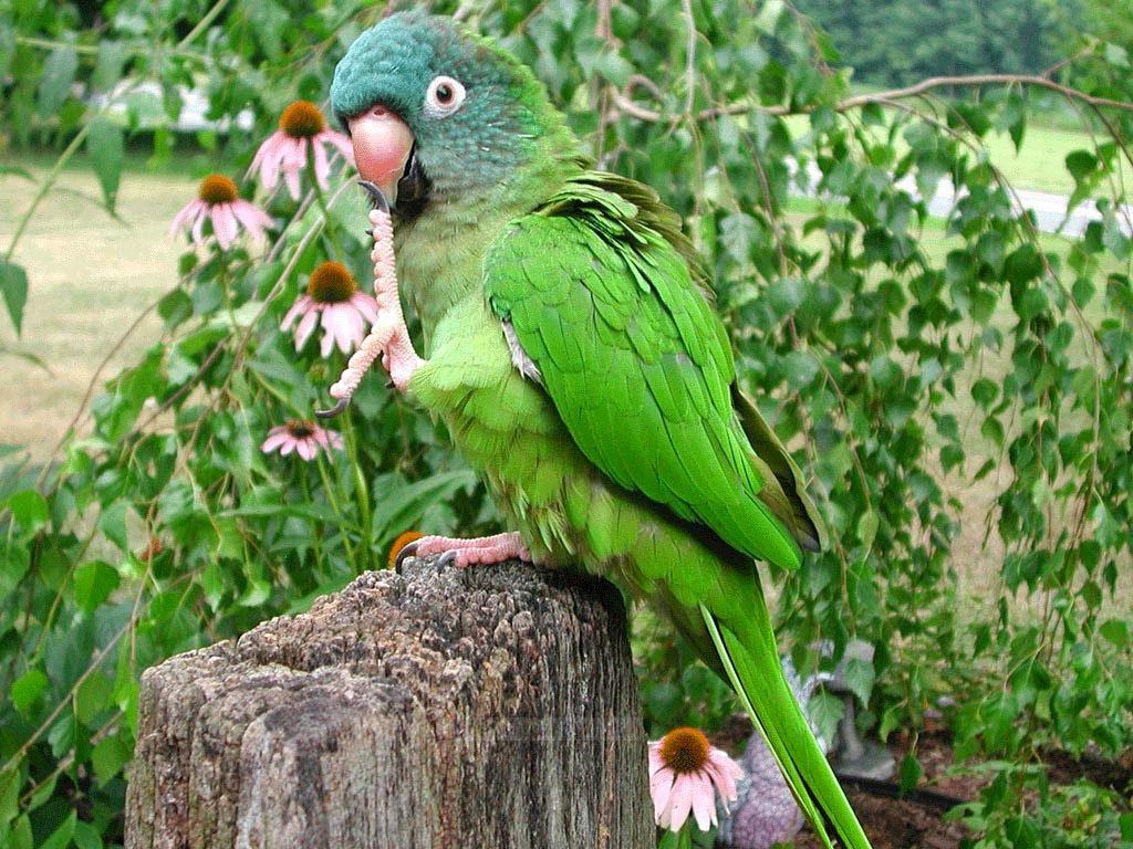 Beautiful Wallpaper For Desktop: HD Green parrots wallpaper