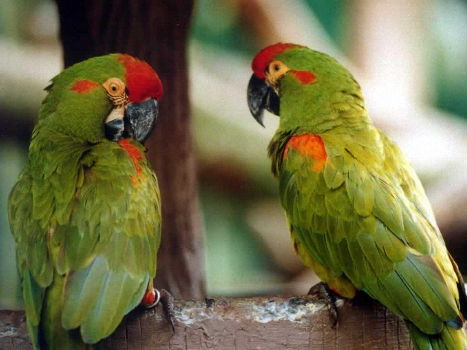 SP734: Green Parrots Wallpaper, Green Parrots Background in Best