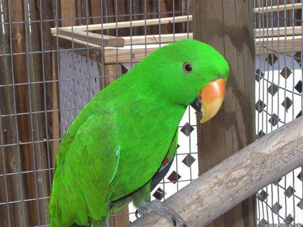 beautiful green parrots wallpaper