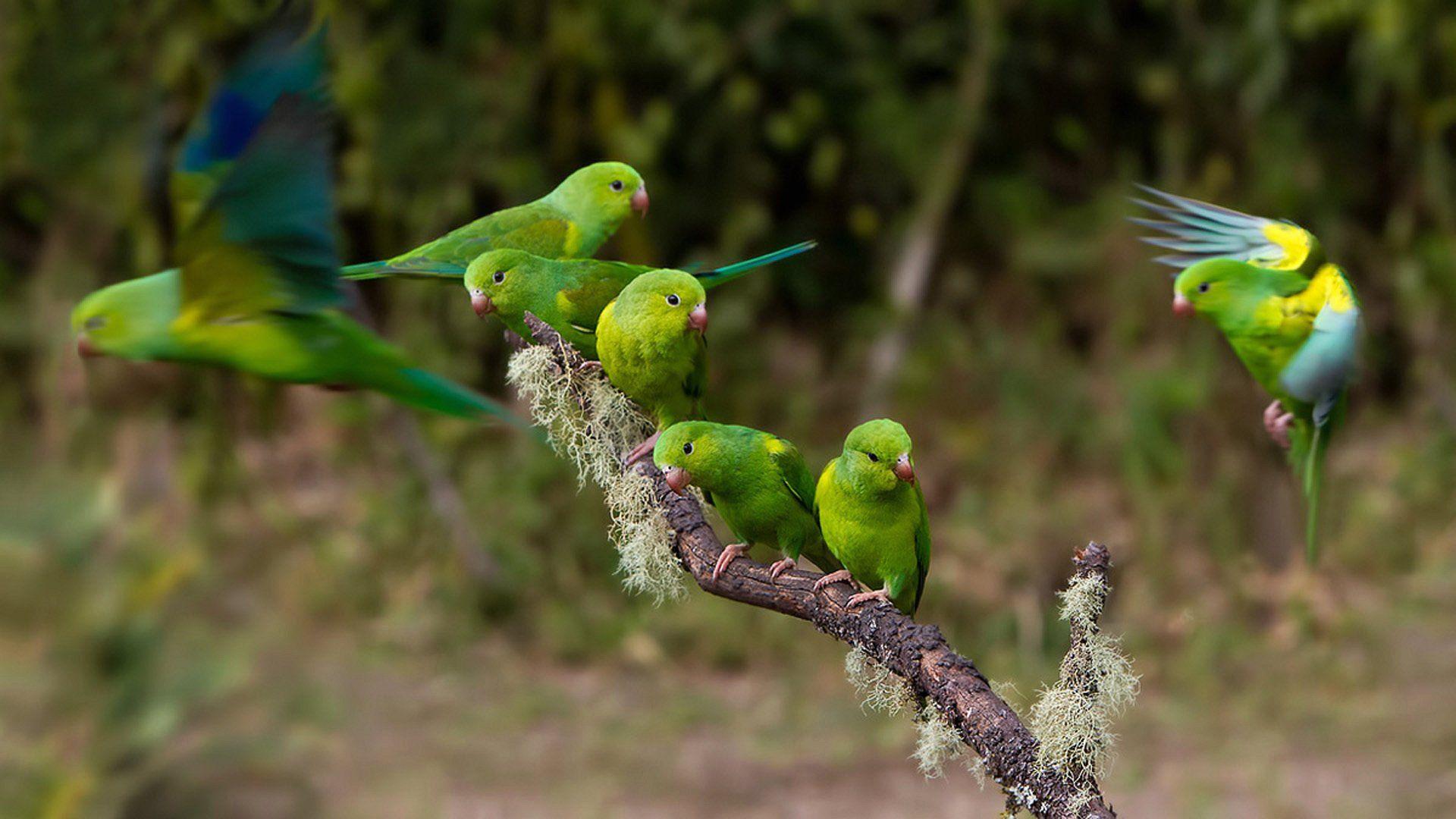 Green Parrot Wallpaper 19876