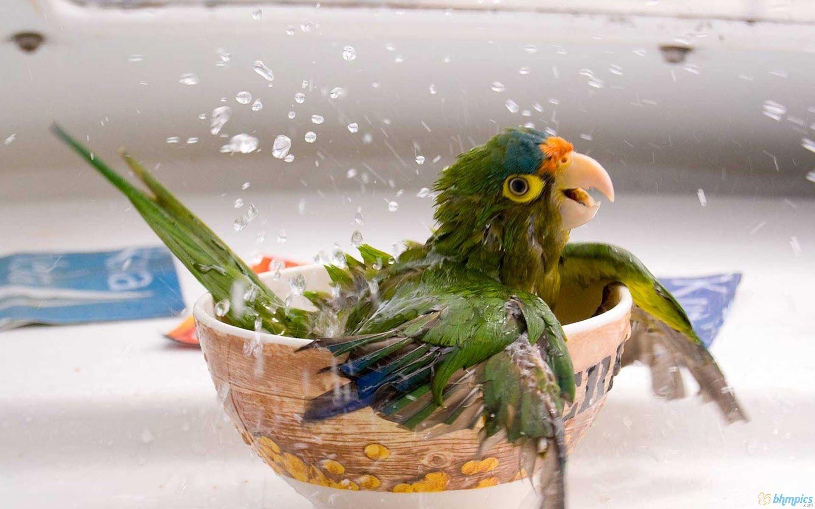 Most Dashing And Beautiful Parrot Wallpaper In HD