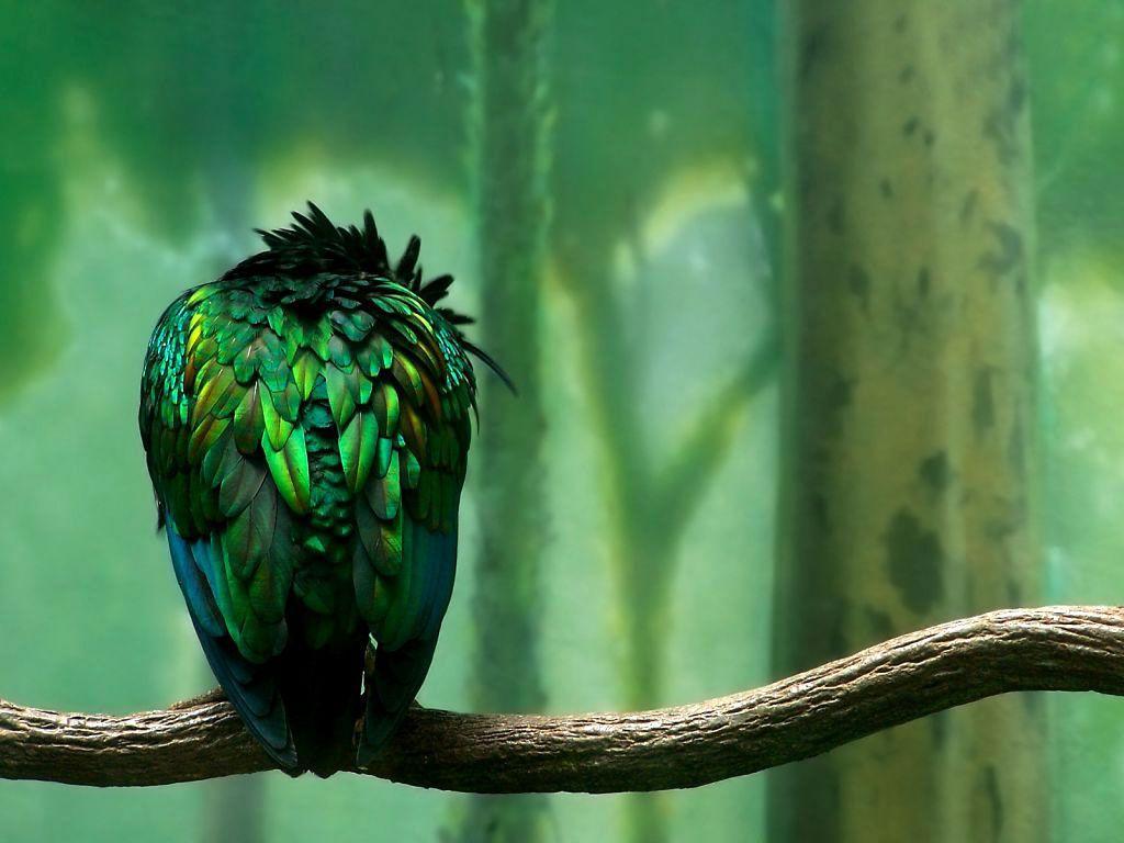 Parrots Wallpaper Parrot Bird Photo