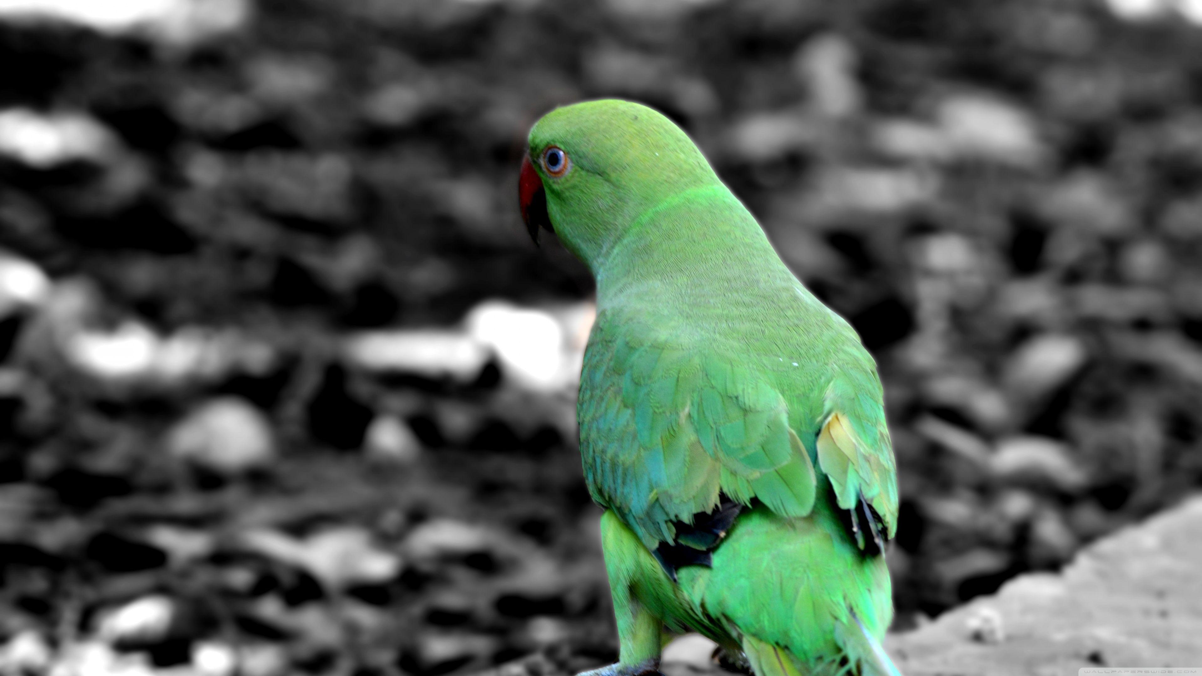 Green Parrot ❤ 4K HD Desktop Wallpaper for 4K Ultra HD TV • Wide
