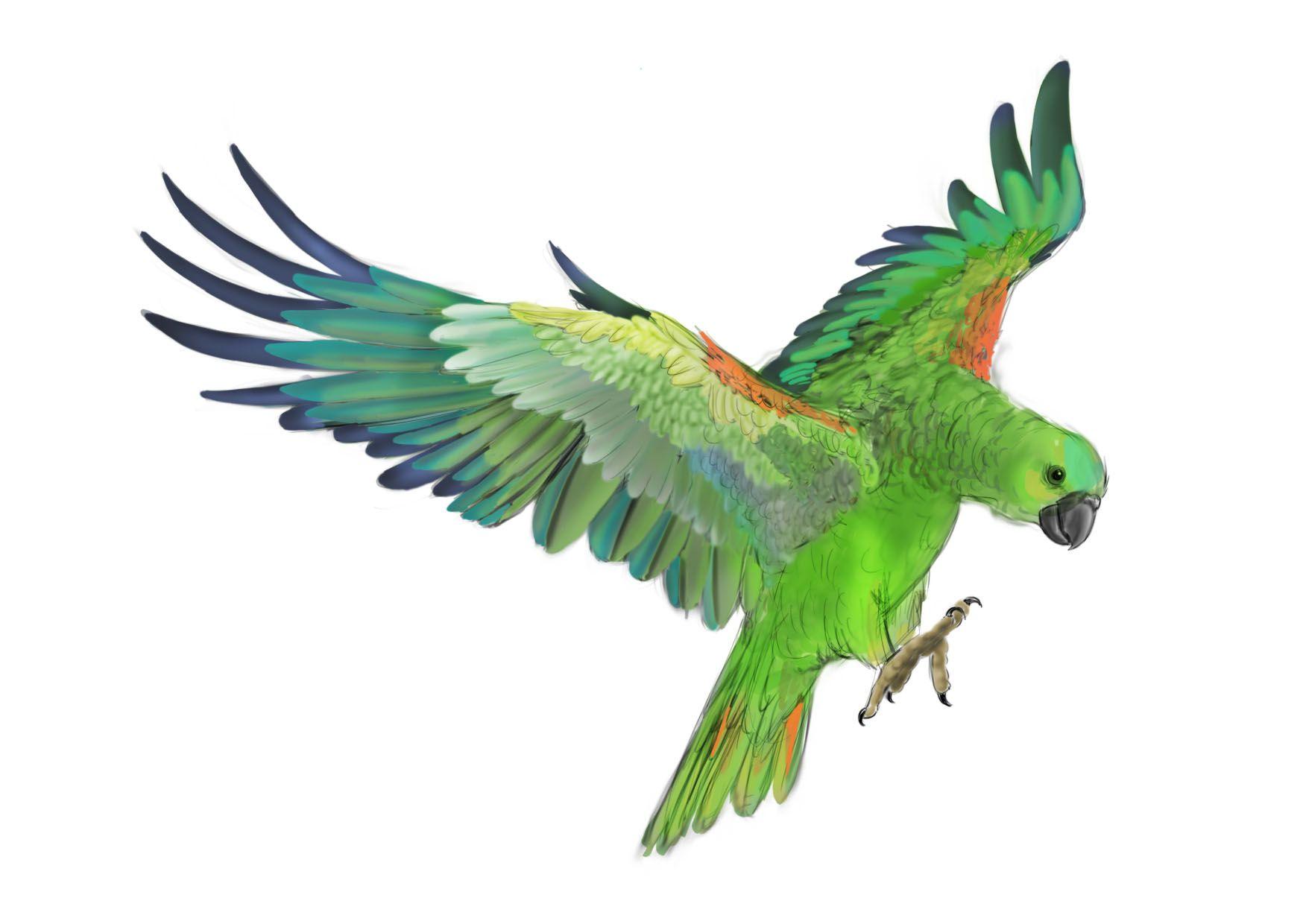 Download wallpaper: clipart, green parrot, download photo