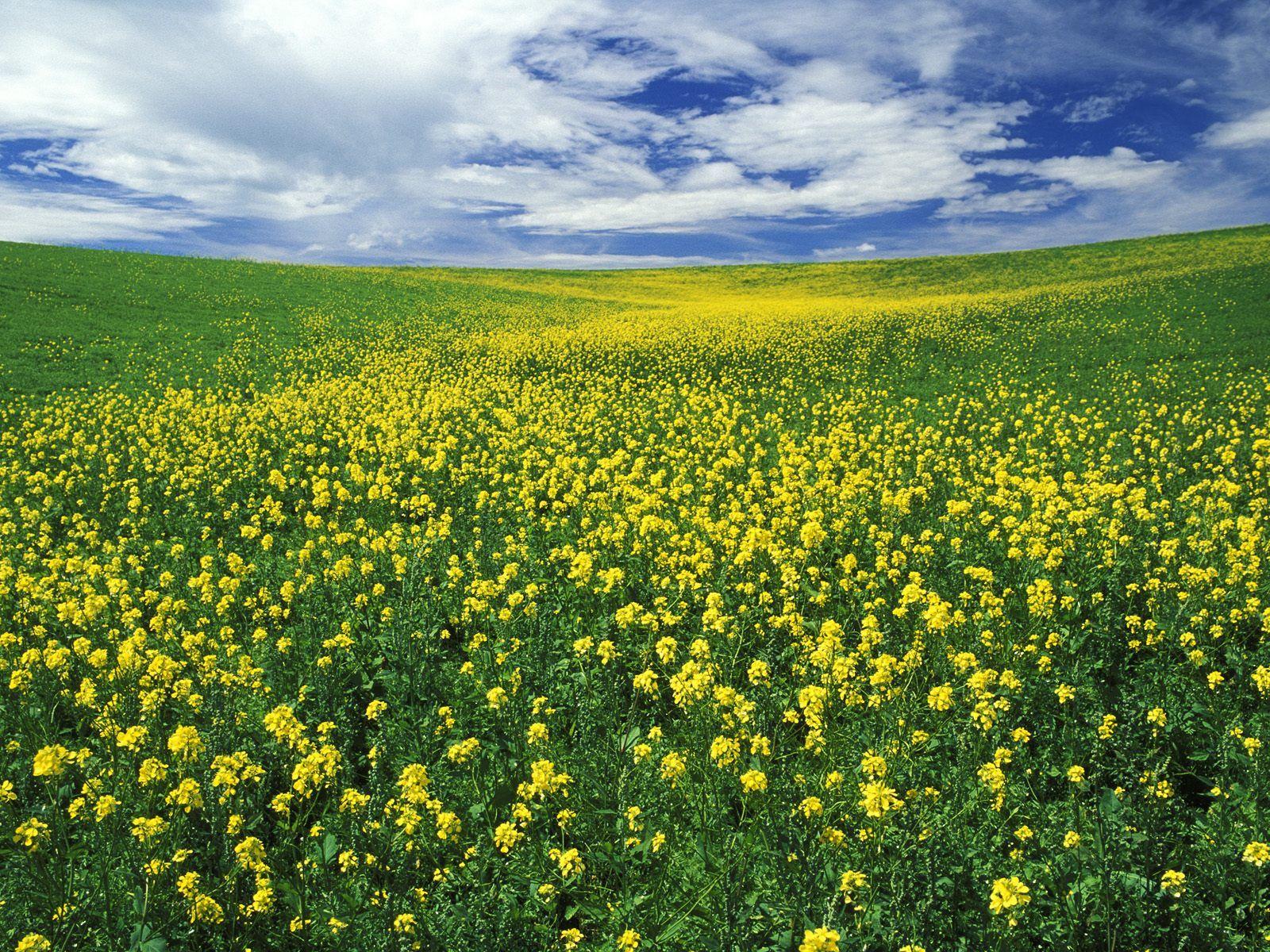 Field of Mustard wallpaper. Field of Mustard