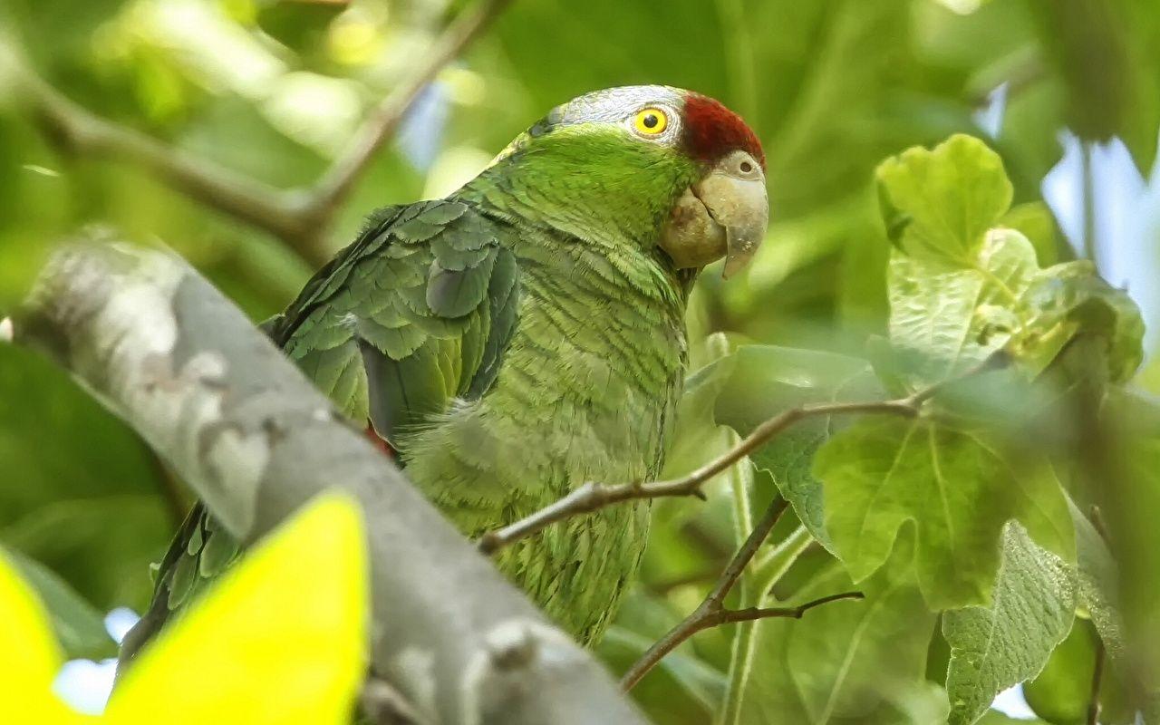Wallpaper Birds Parrots Green Animals