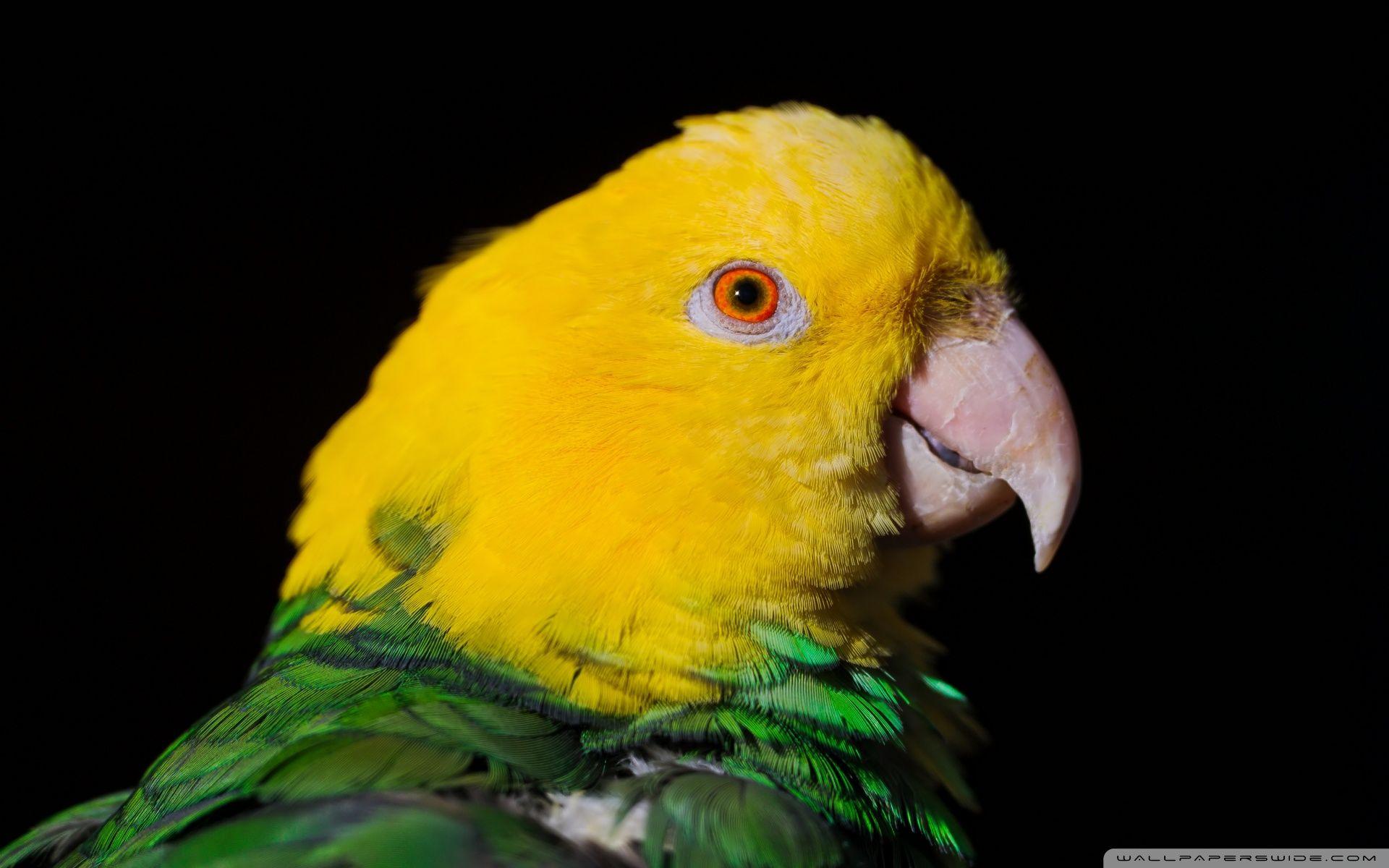 Green And Yellow Parrot ❤ 4K HD Desktop Wallpaper for 4K Ultra HD