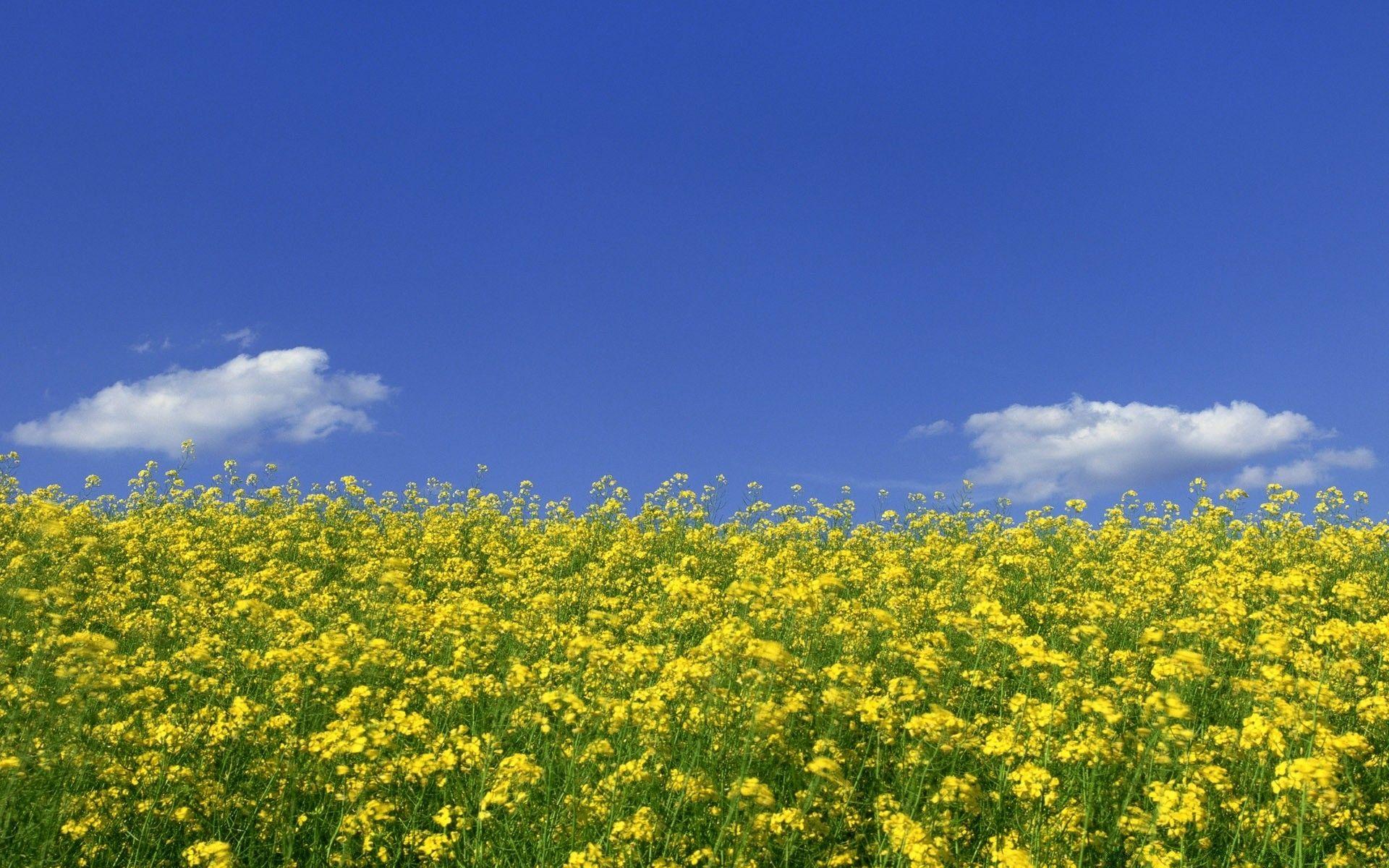 Mustard Flower Field 1. Android wallpaper for free