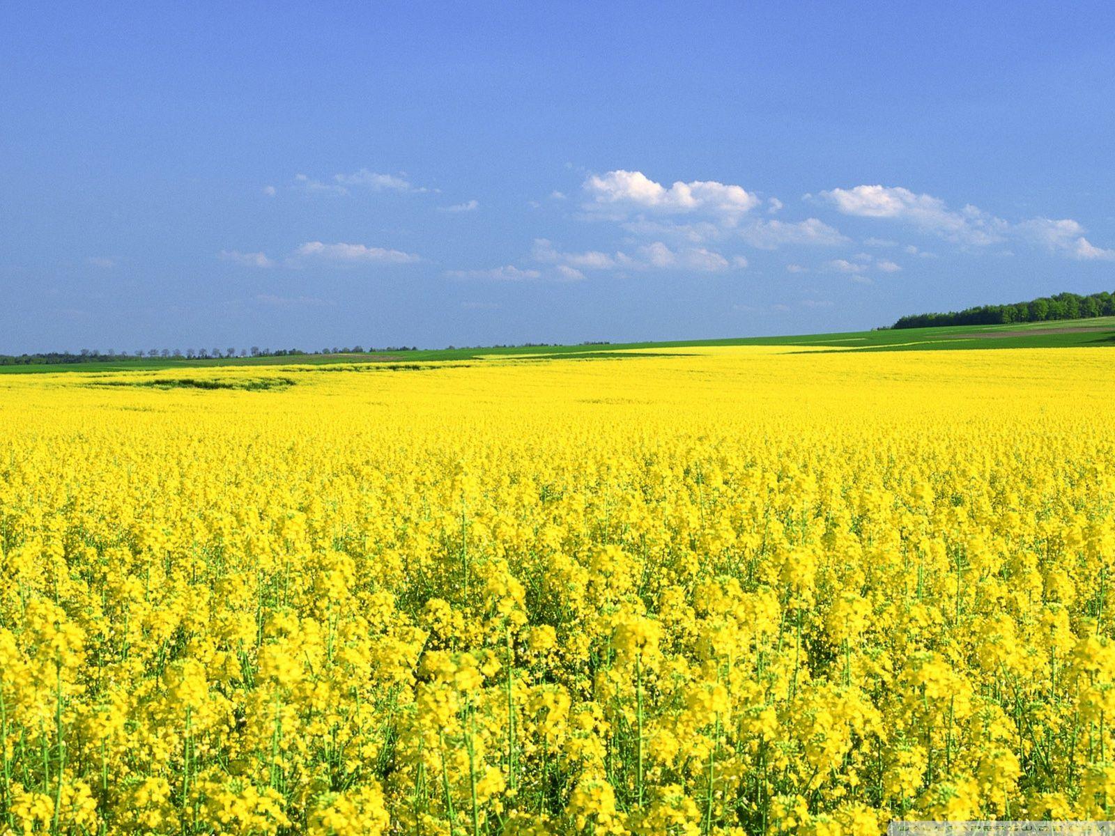 Mustard Flower Field ❤ 4K HD Desktop Wallpaper for 4K Ultra HD TV