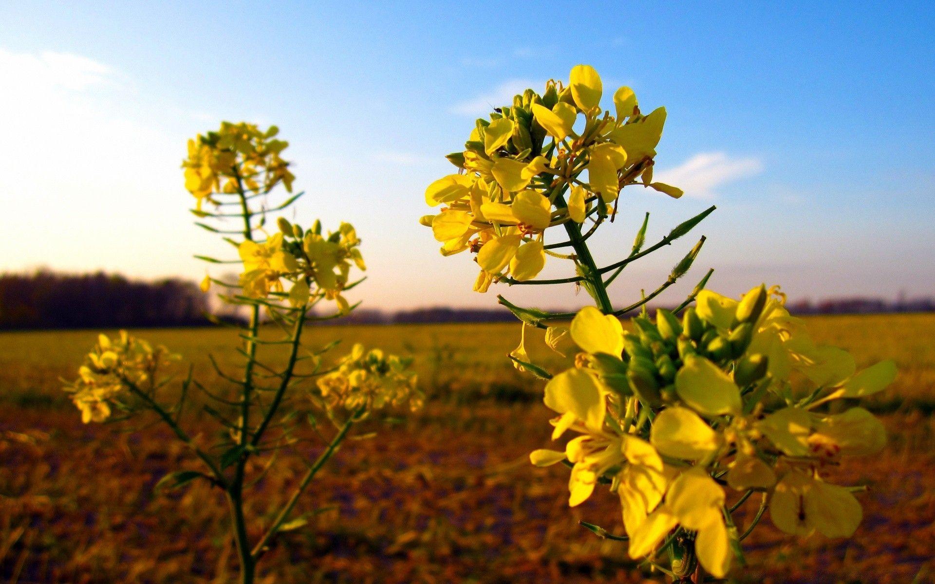 Wild Mustard Flower. Android wallpaper for free