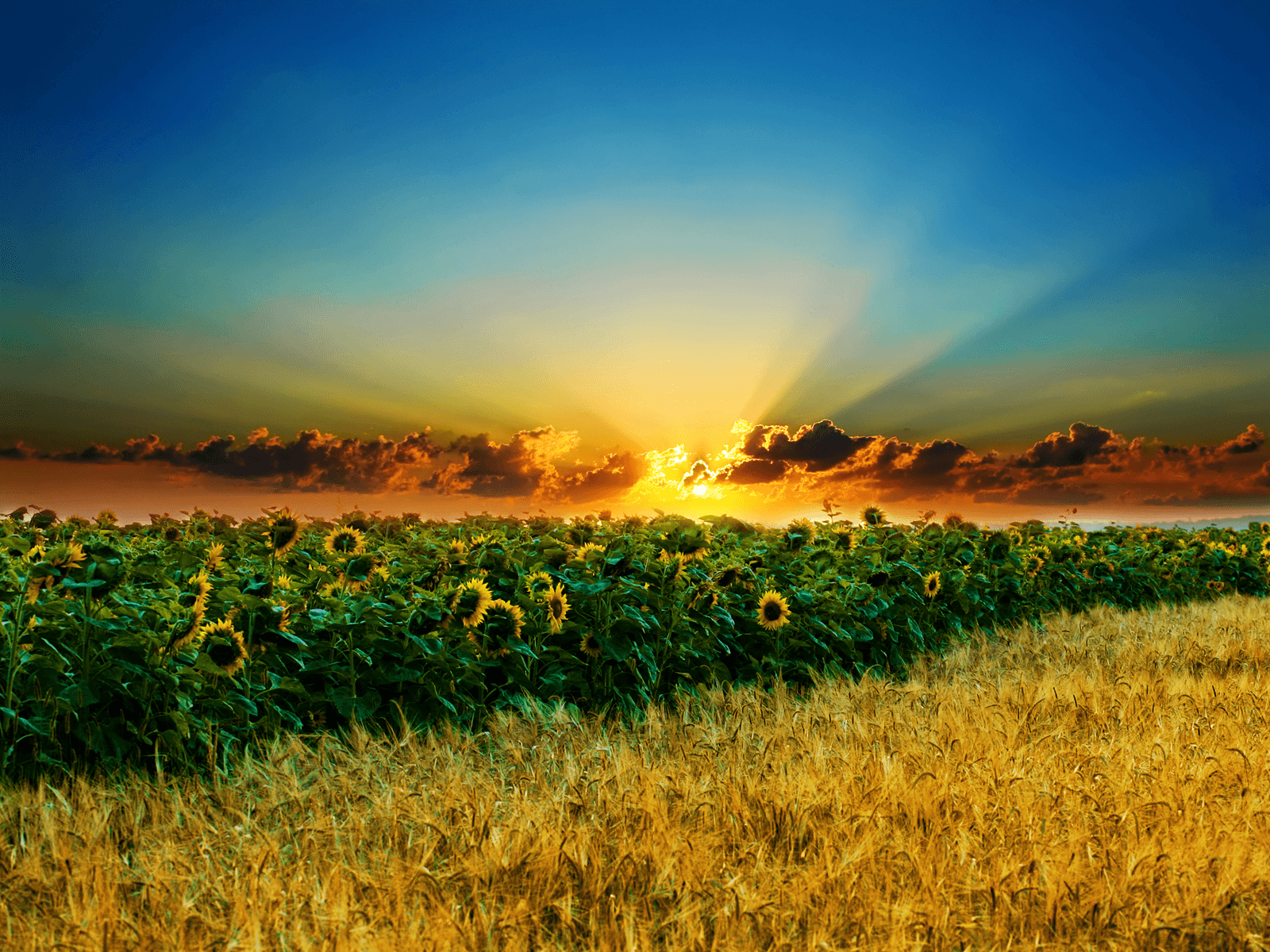 Flower Field Wallpaper