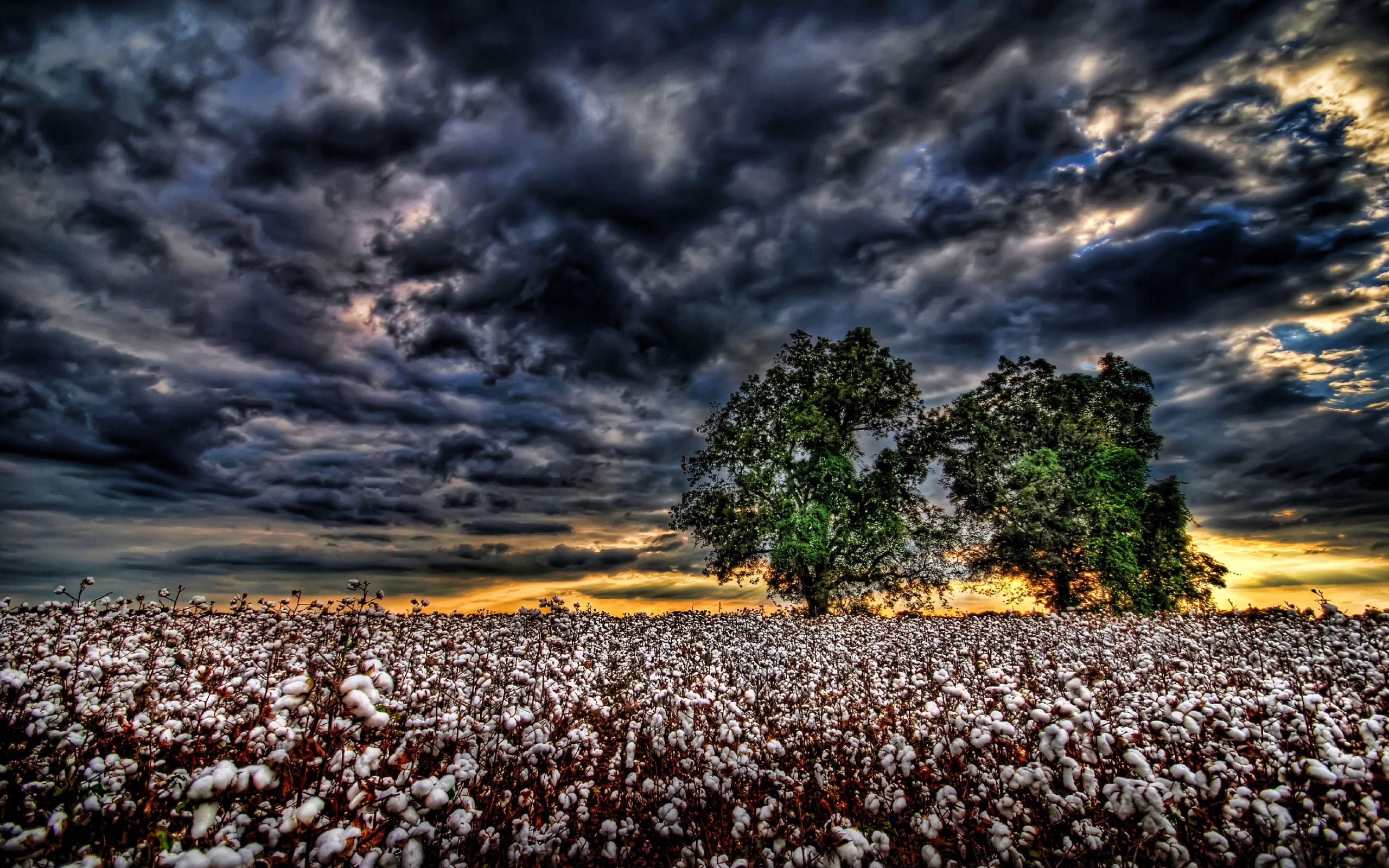 Cotton Field Wallpaper, Cotton Field Background. Original