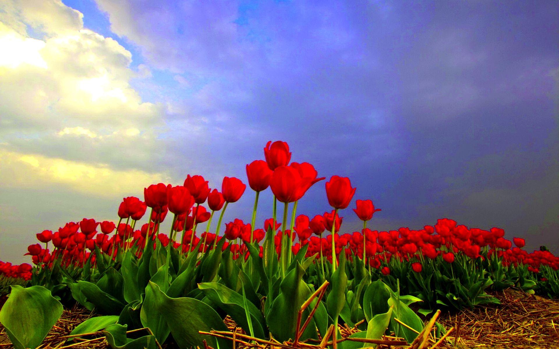 Tulip Fields Wallpaper for Desktop Handpicked Wallpaper's