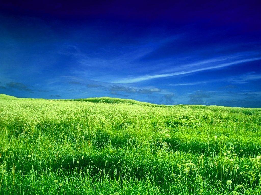 Green Grass Field HD desktop wallpaper, High Definition 1080×810