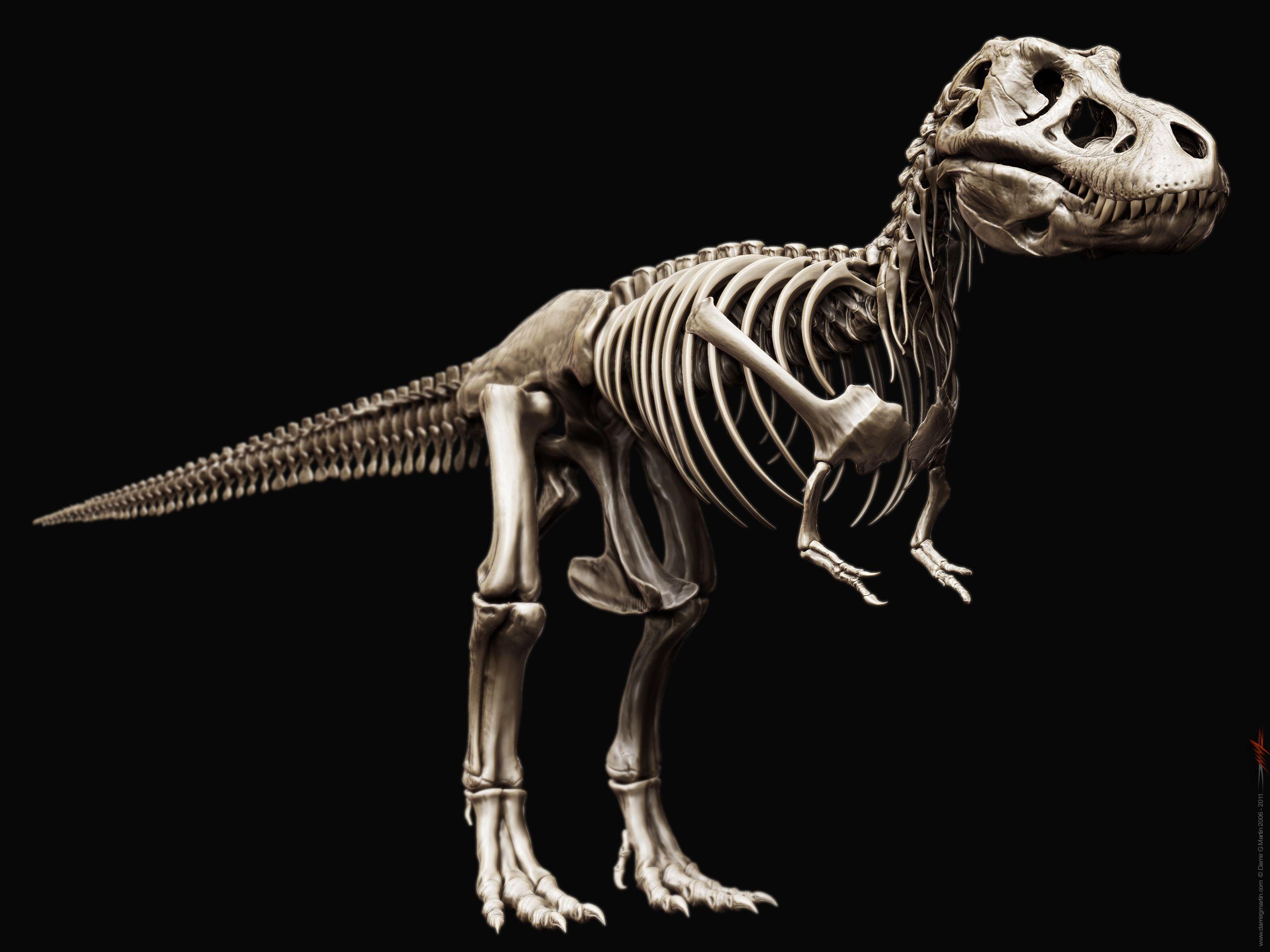 Tyrannosaurus Rex HD Wallpaper free