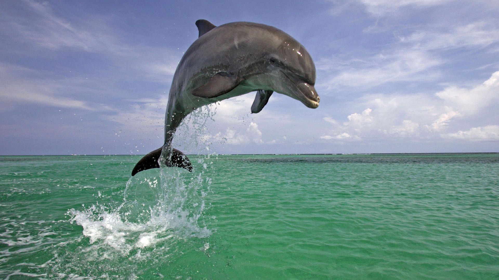 Dolphin Jumping Out Of Water HD Wallpaperx1080