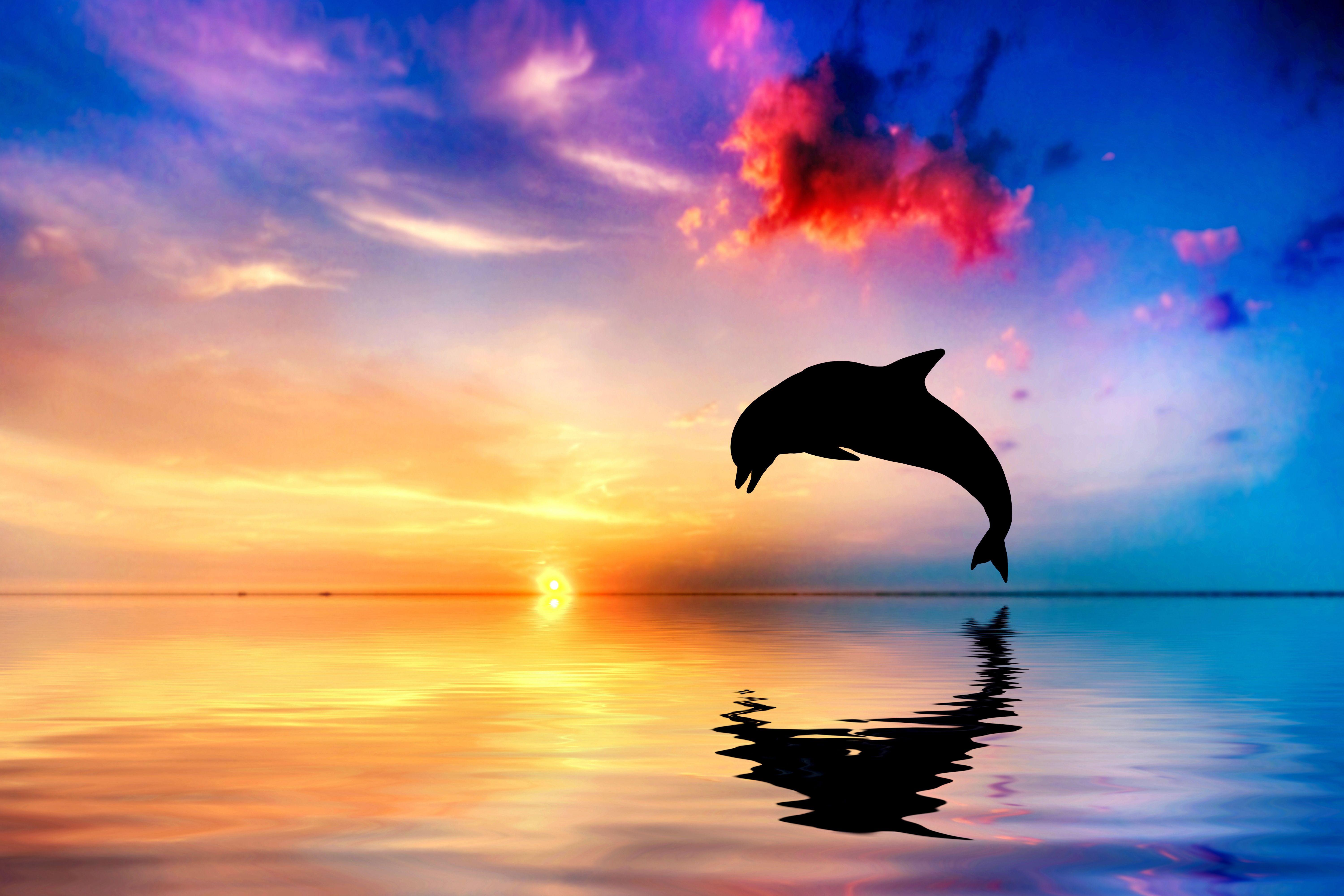 Dolphin Jumping Out Of Water Sunset View 4k, HD Animals, 4k