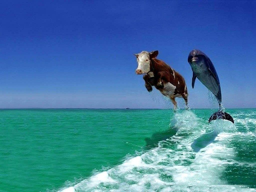dolphins jumping. cow and dolphin jumping Where is more further