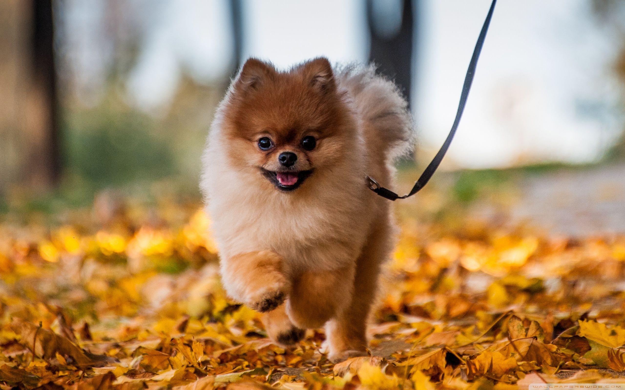 Cute Pomeranian Puppy enjoying a Fall Day ❤ 4K HD Desktop Wallpaper