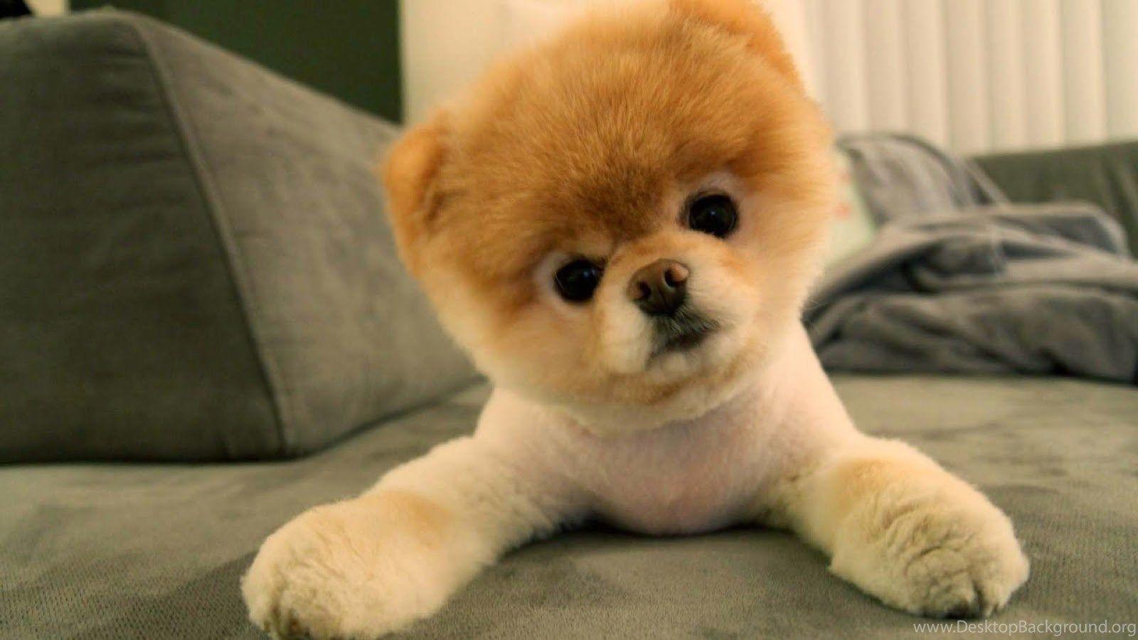 Cute Pomeranian Puppies Wallpaper Image Desktop Background