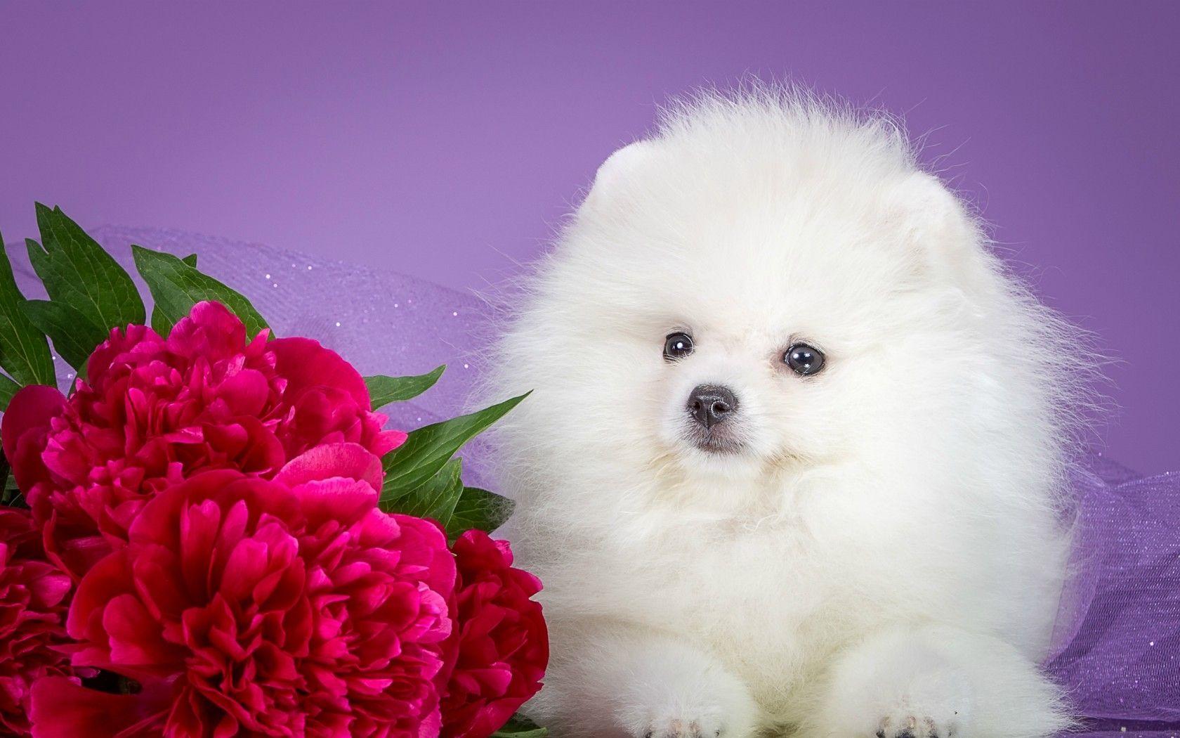 Dogs: Puppy Flower Dog Peony Sweet Cute White Fluffy Red Animal