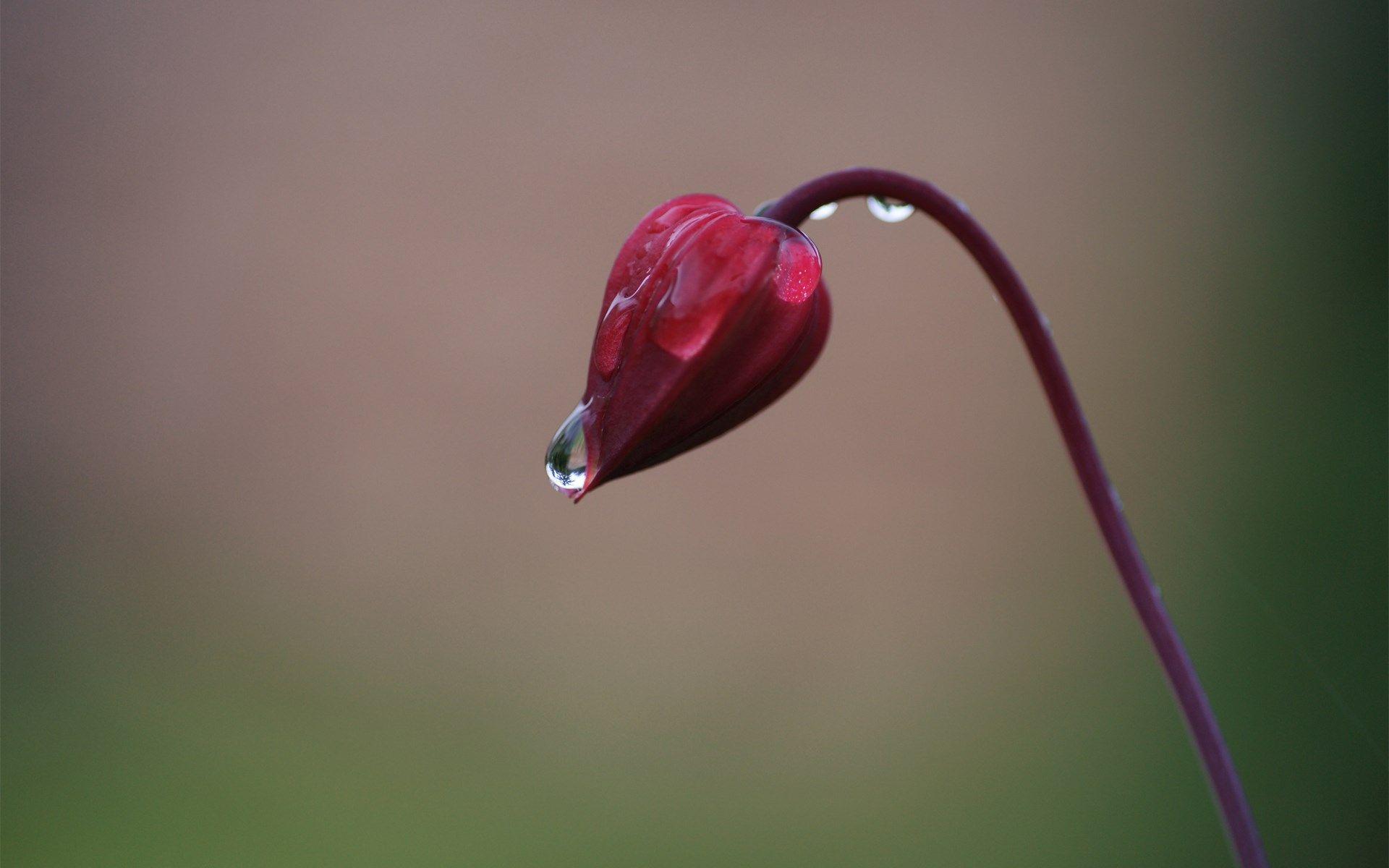 Bud Flower Drops Close Up