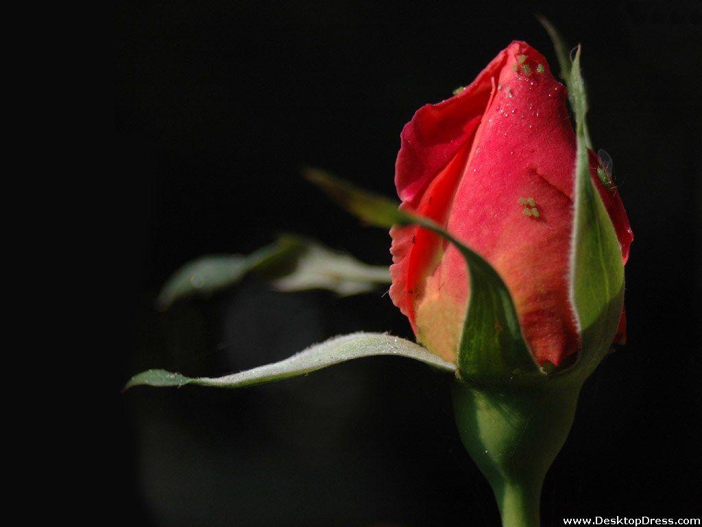Desktop Wallpaper Flowers Background Red Rose Bud
