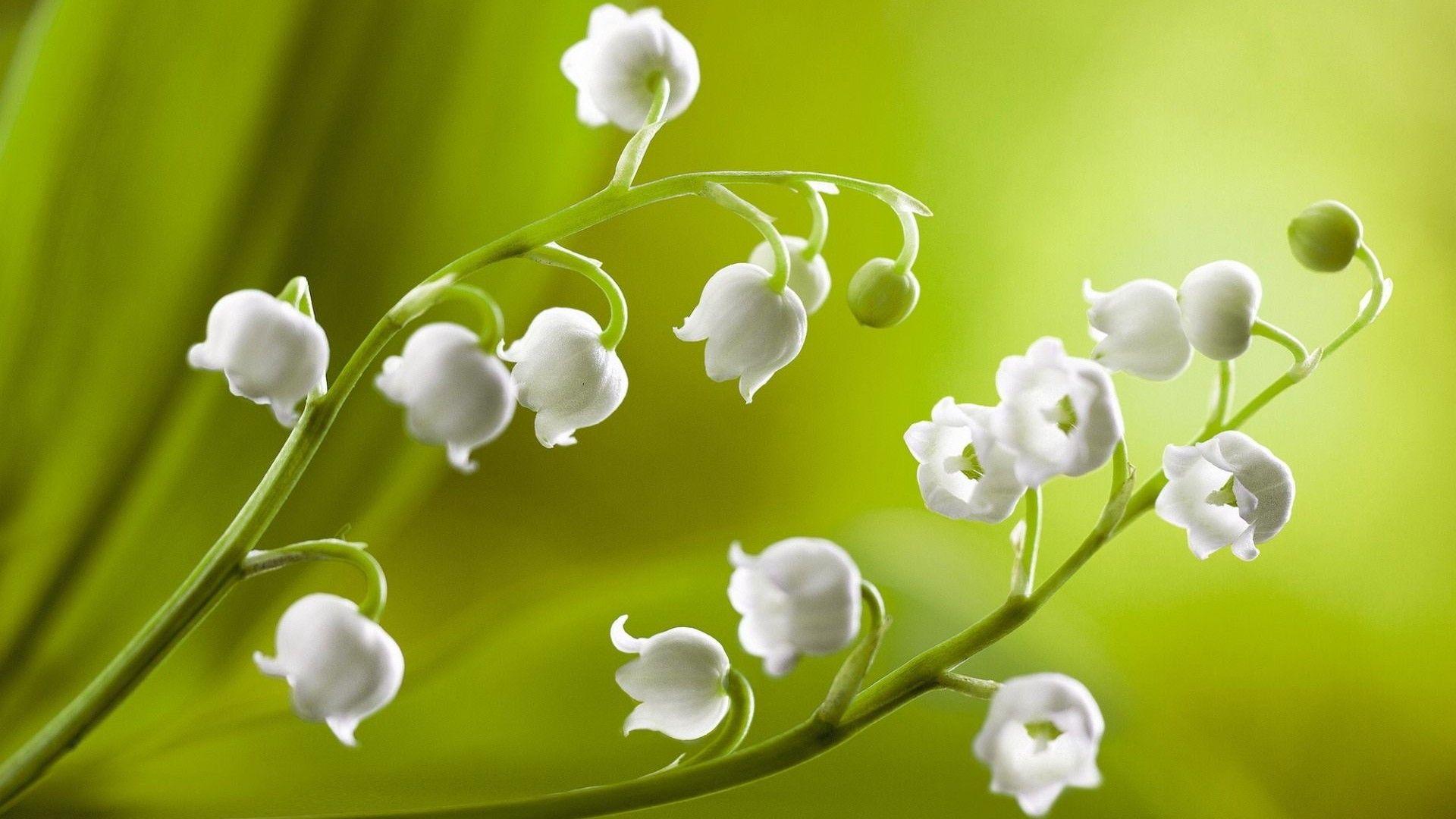 White Flower Buds Flower HD Wallpaper