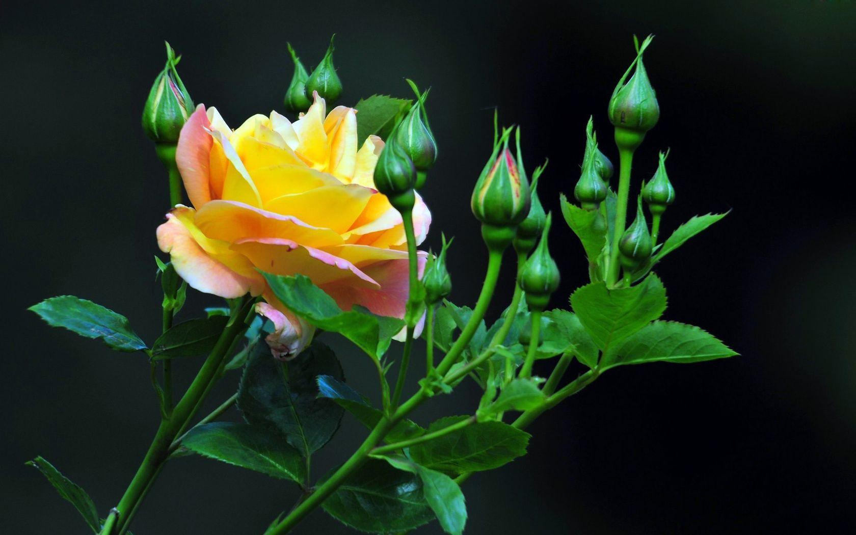 Yellow Rose And Buds Wallpaper