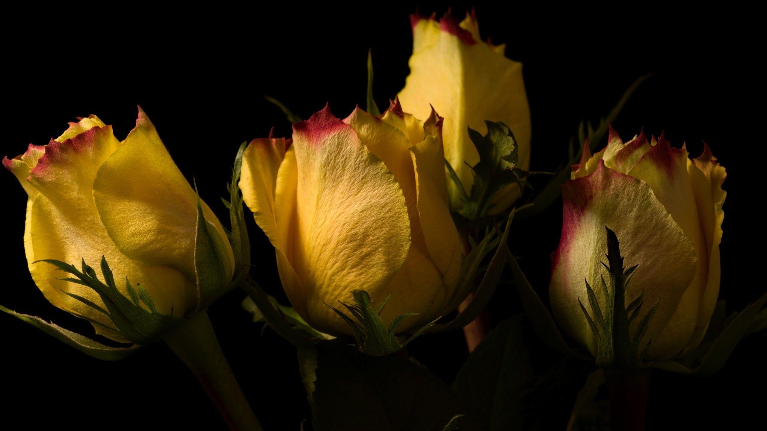 Download 2560x1440 Yellow Roses, Buds Wallpaper for iMac 27 inch