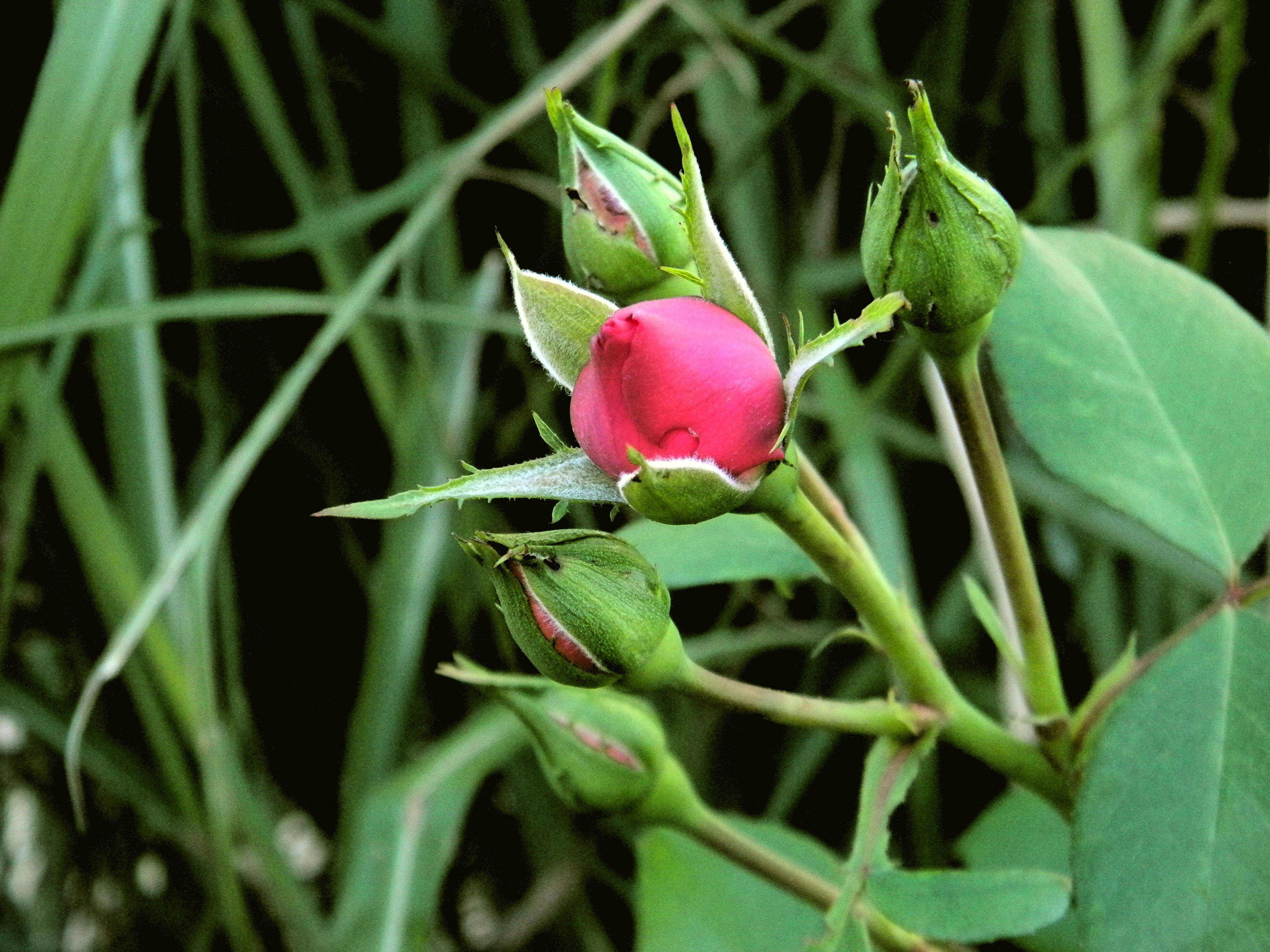 Red Rose buds 4k Ultra HD Wallpaper. Background Imagex3000