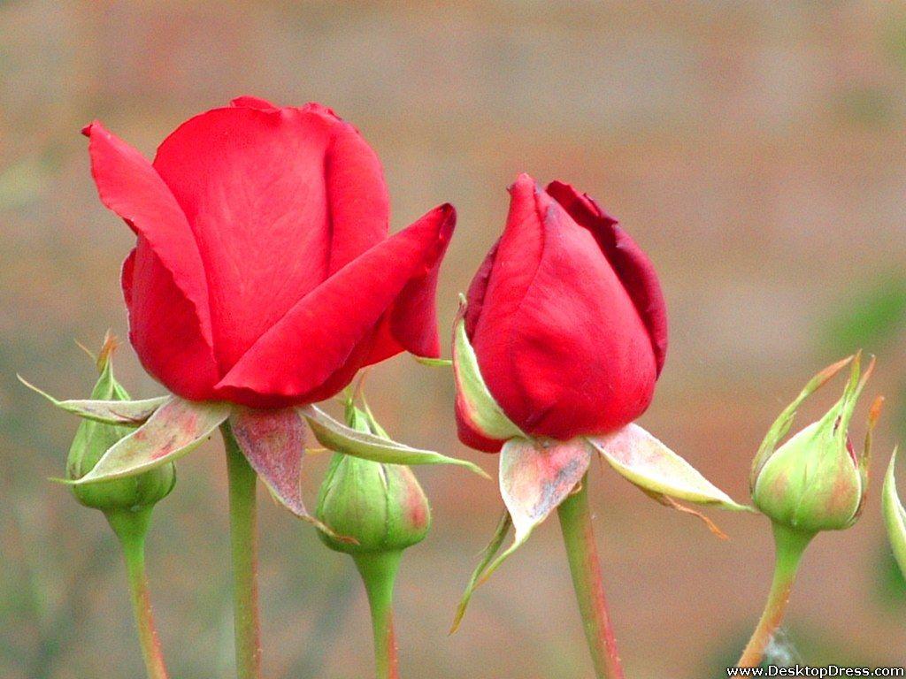 Desktop Wallpaper Flowers Background Buds of Red Roses