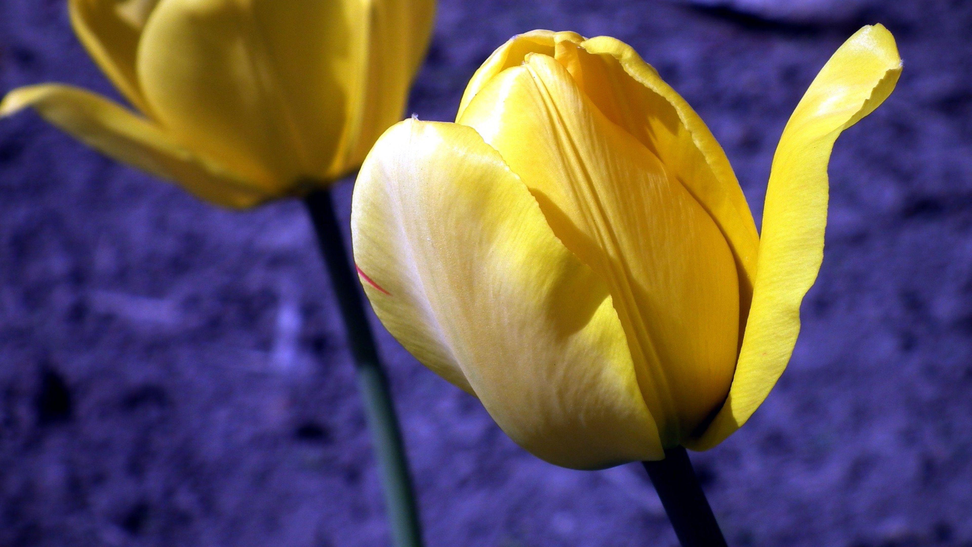 Tulip Flowers Buds, HD Flowers, 4k Wallpaper, Image, Background