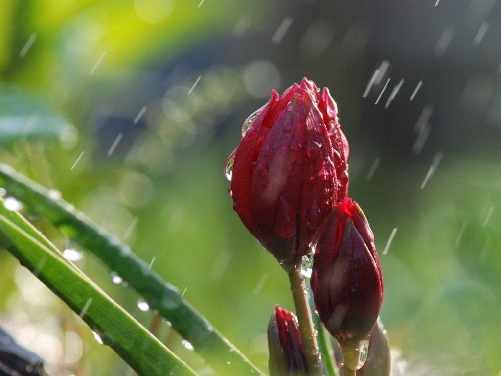 Raining on flower buds HD Wallpaper