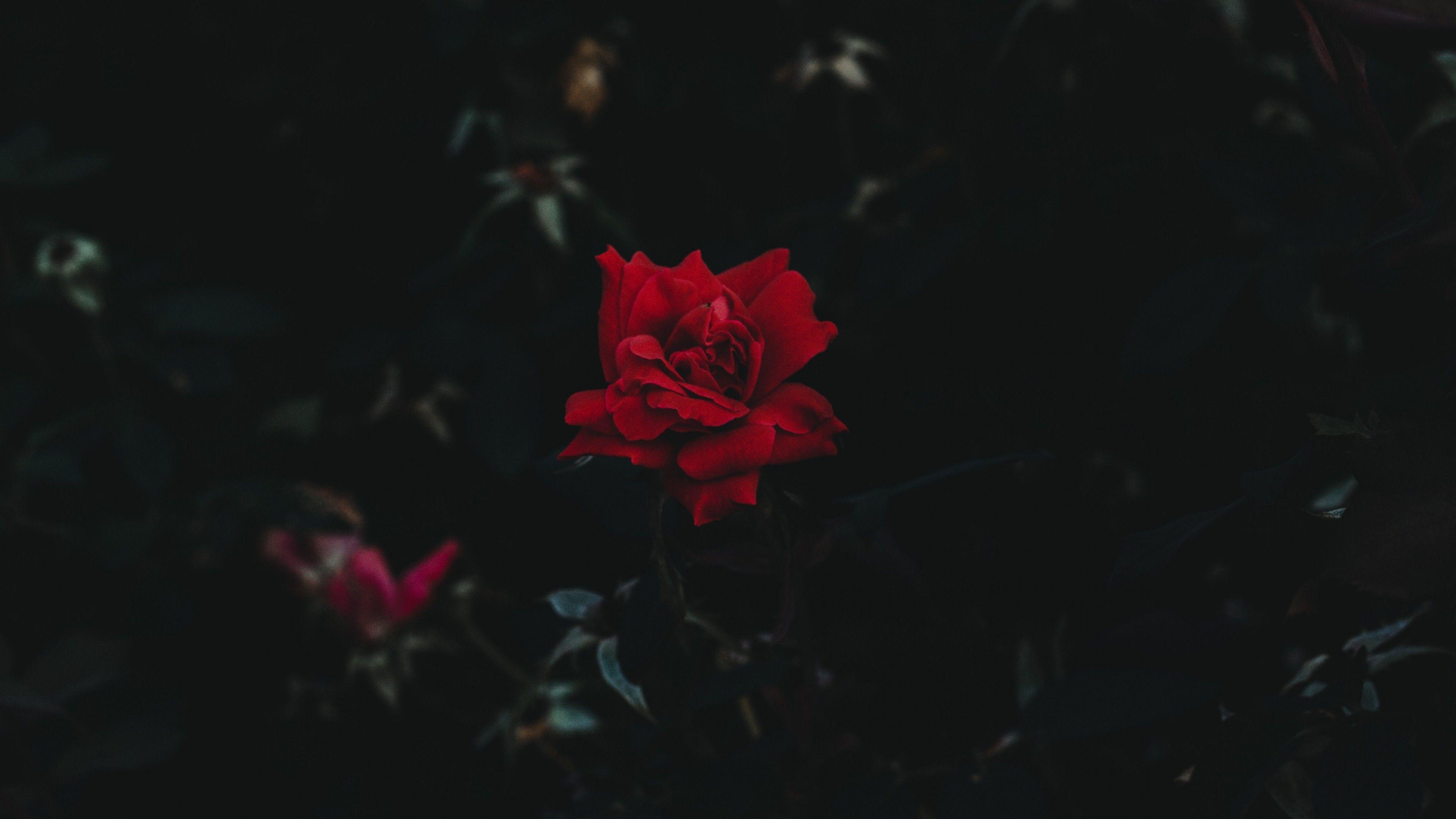 Download 3840x2160 Red Rose, Photography, Buds Wallpaper for UHD TV