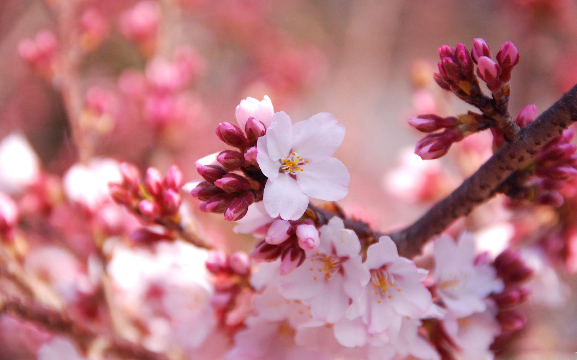 Cherry blossom buds wallpaper. Spring. Cherry