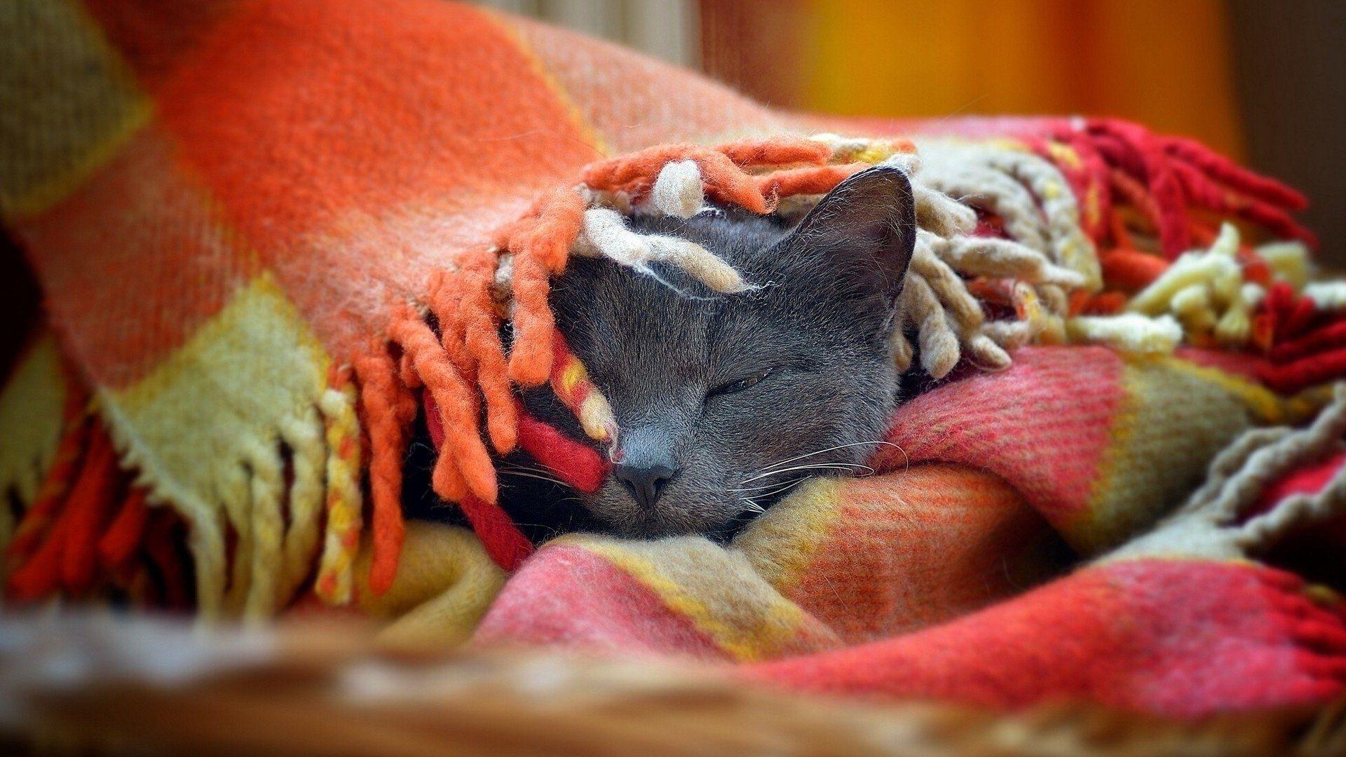 Cat Under A Warm Blanket