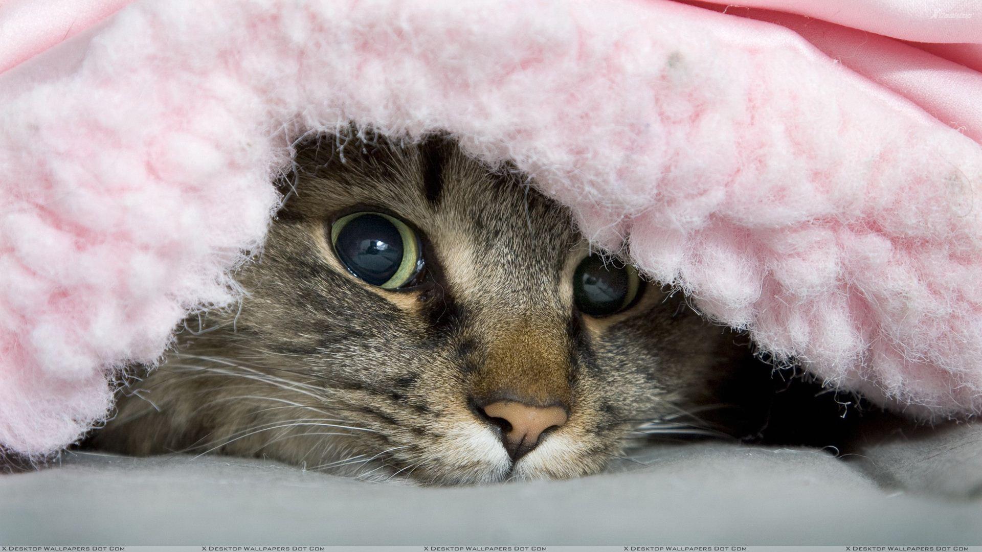 Kitten Sleep On Blanket Background Image HD Desktop Wallpaper