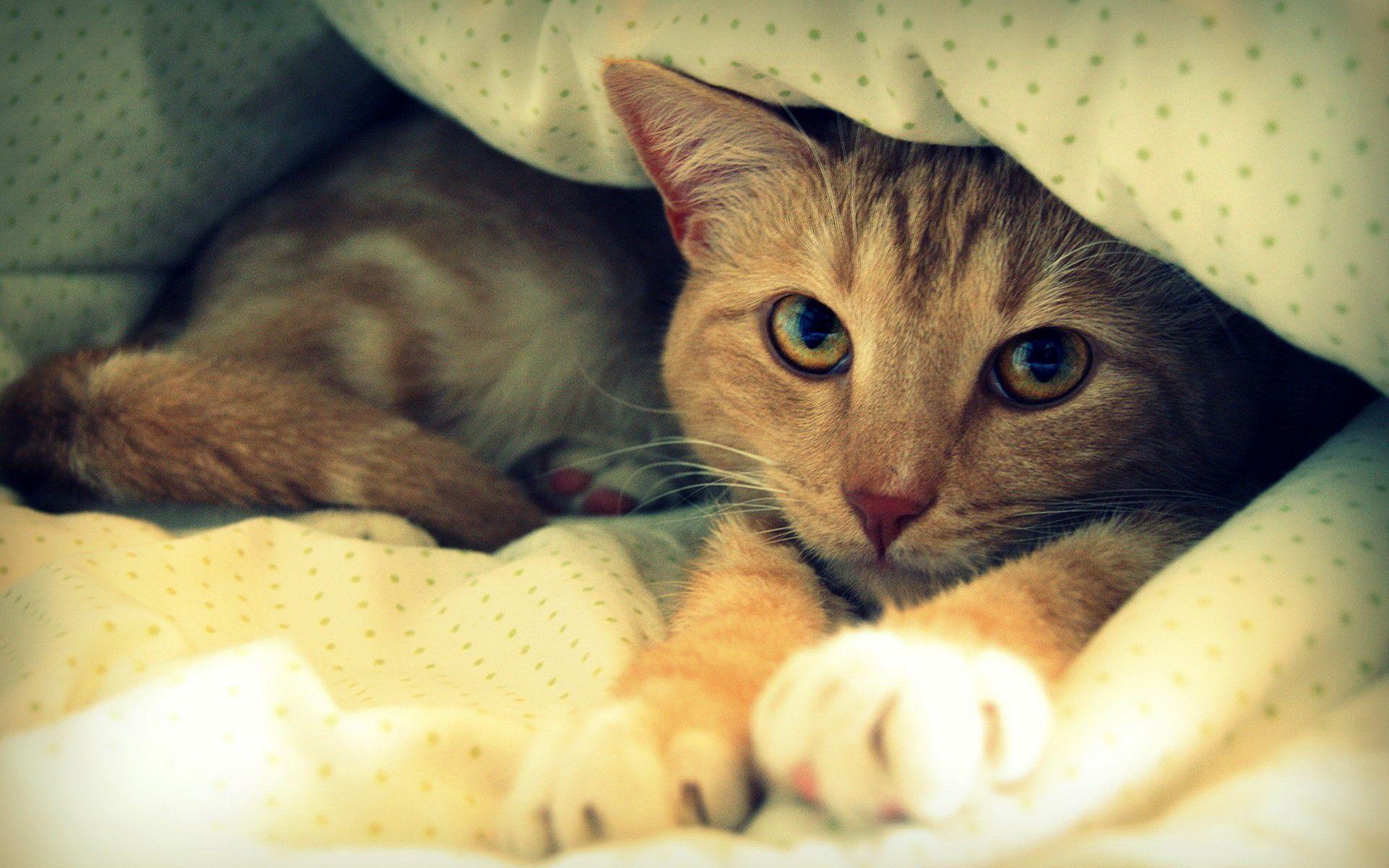 Cat in Blanket wallpaper