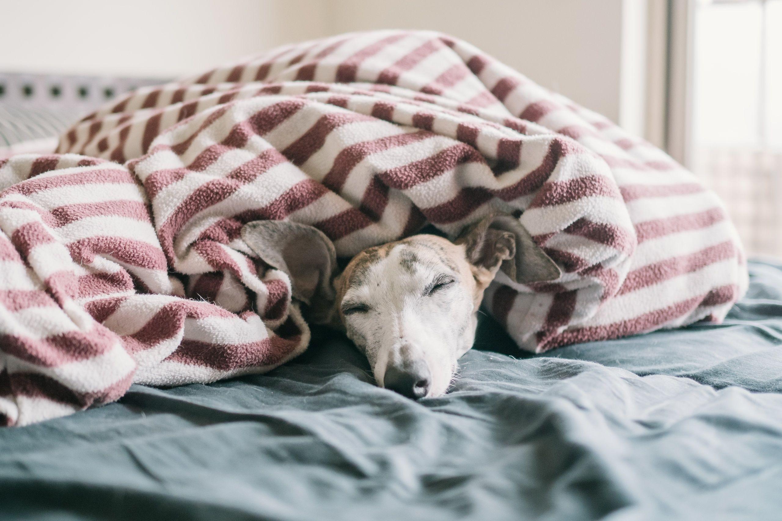 Whippet Pet Sleeping Dog Blanket Whippet, pet, sleeping, dog, blanket